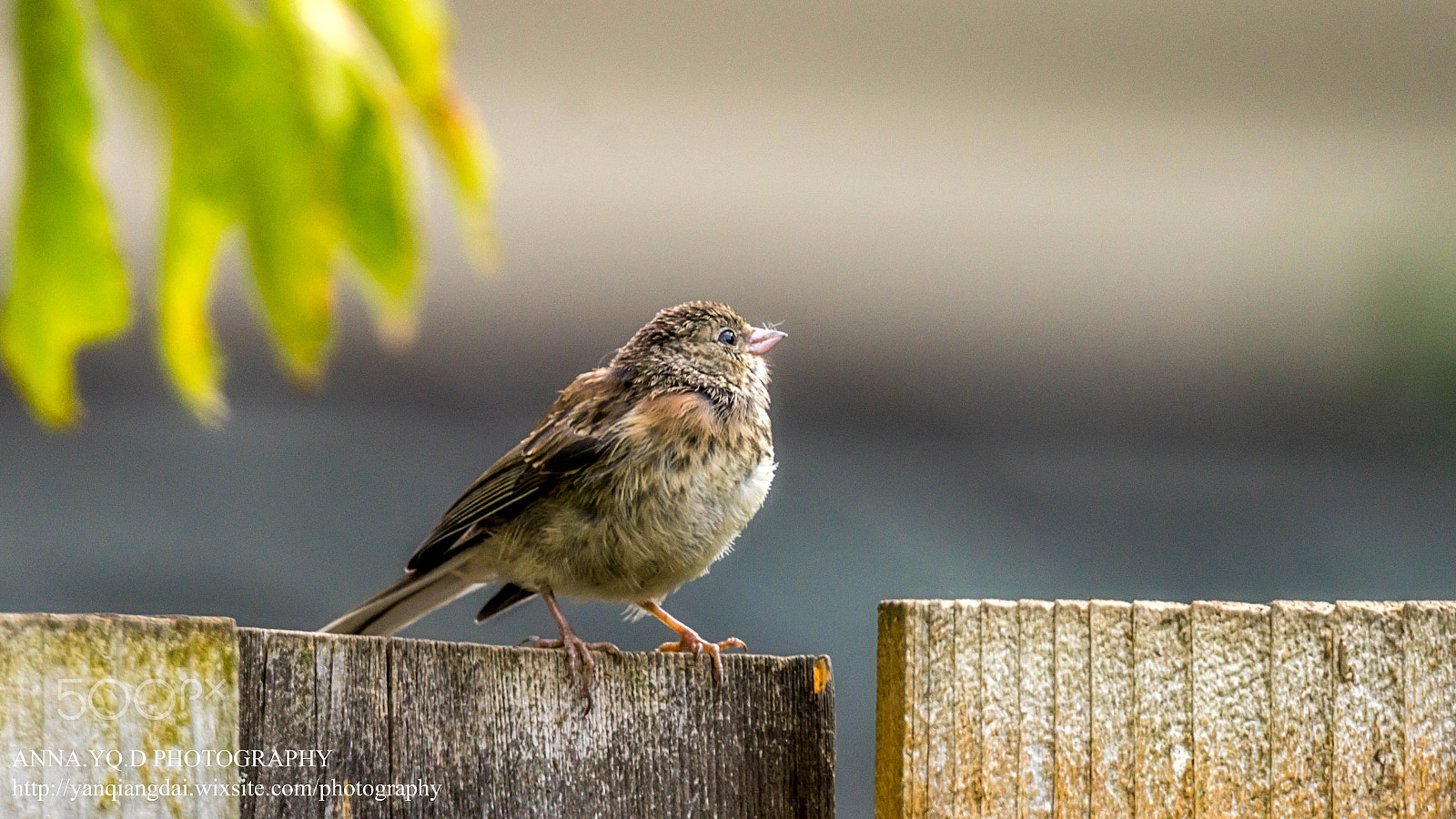 Sony a7 + Tamron SP 150-600mm F5-6.3 Di VC USD sample photo. Finch photography