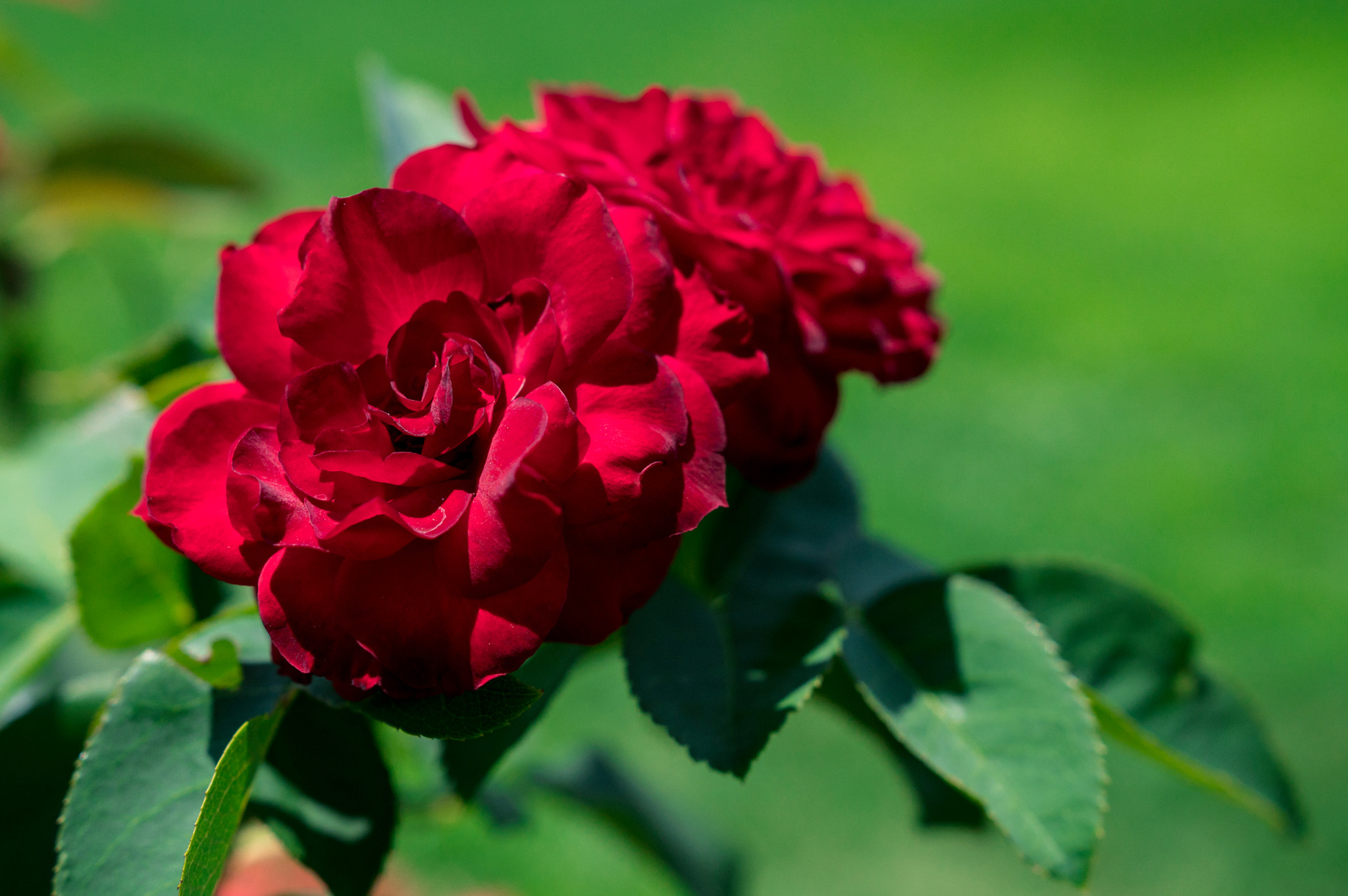 Sony a6300 + 18-35mm F1.8 DC HSM | Art 013 sample photo. Red roses photography