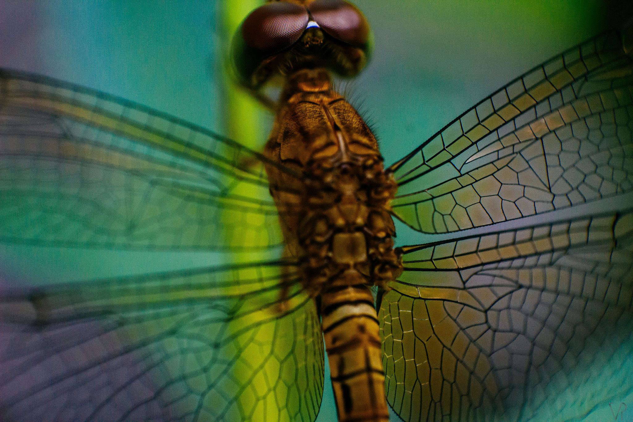 Canon EOS 550D (EOS Rebel T2i / EOS Kiss X4) sample photo. Dragonfly photography