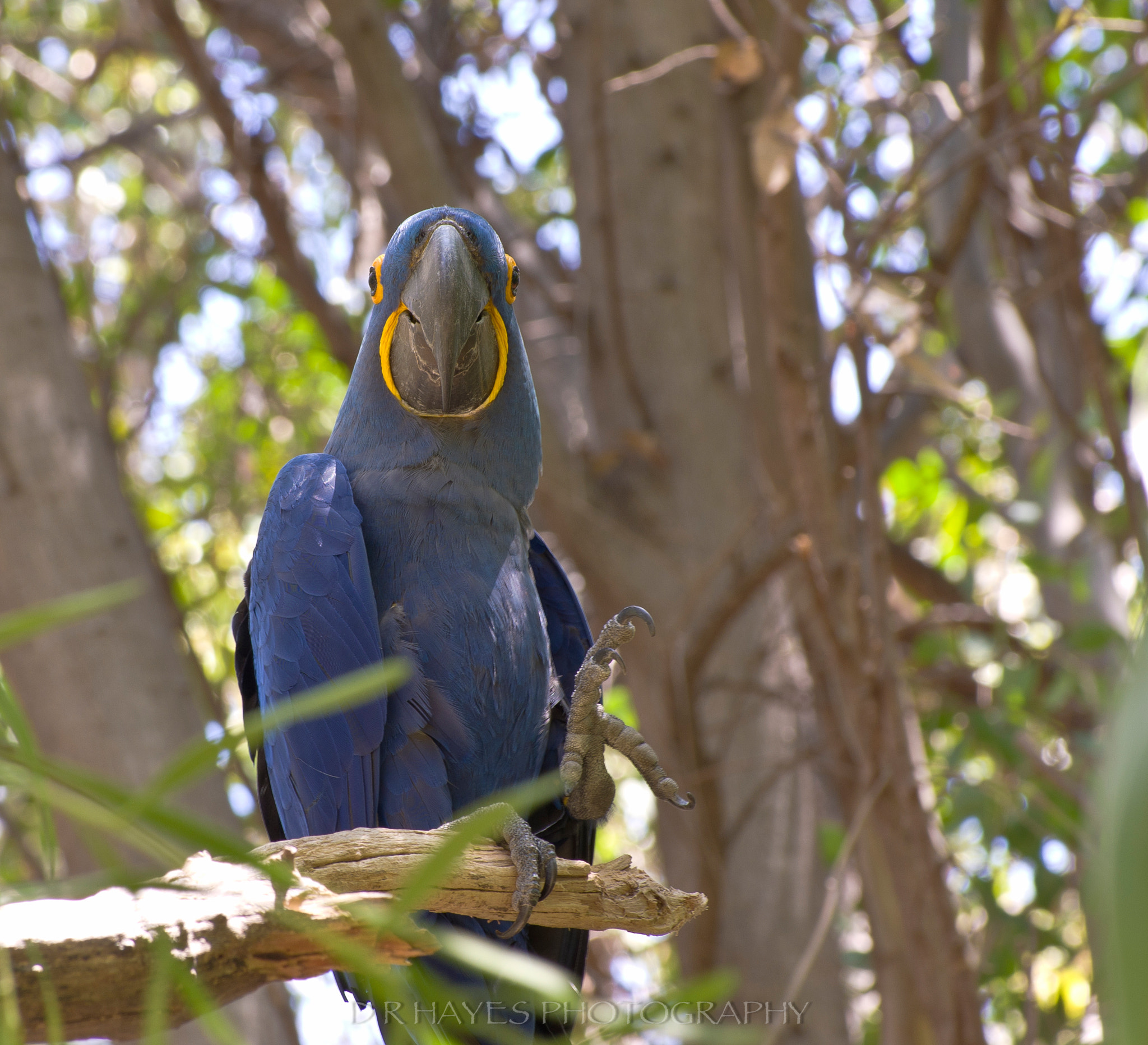 Pentax K-3 II sample photo. Blue photography