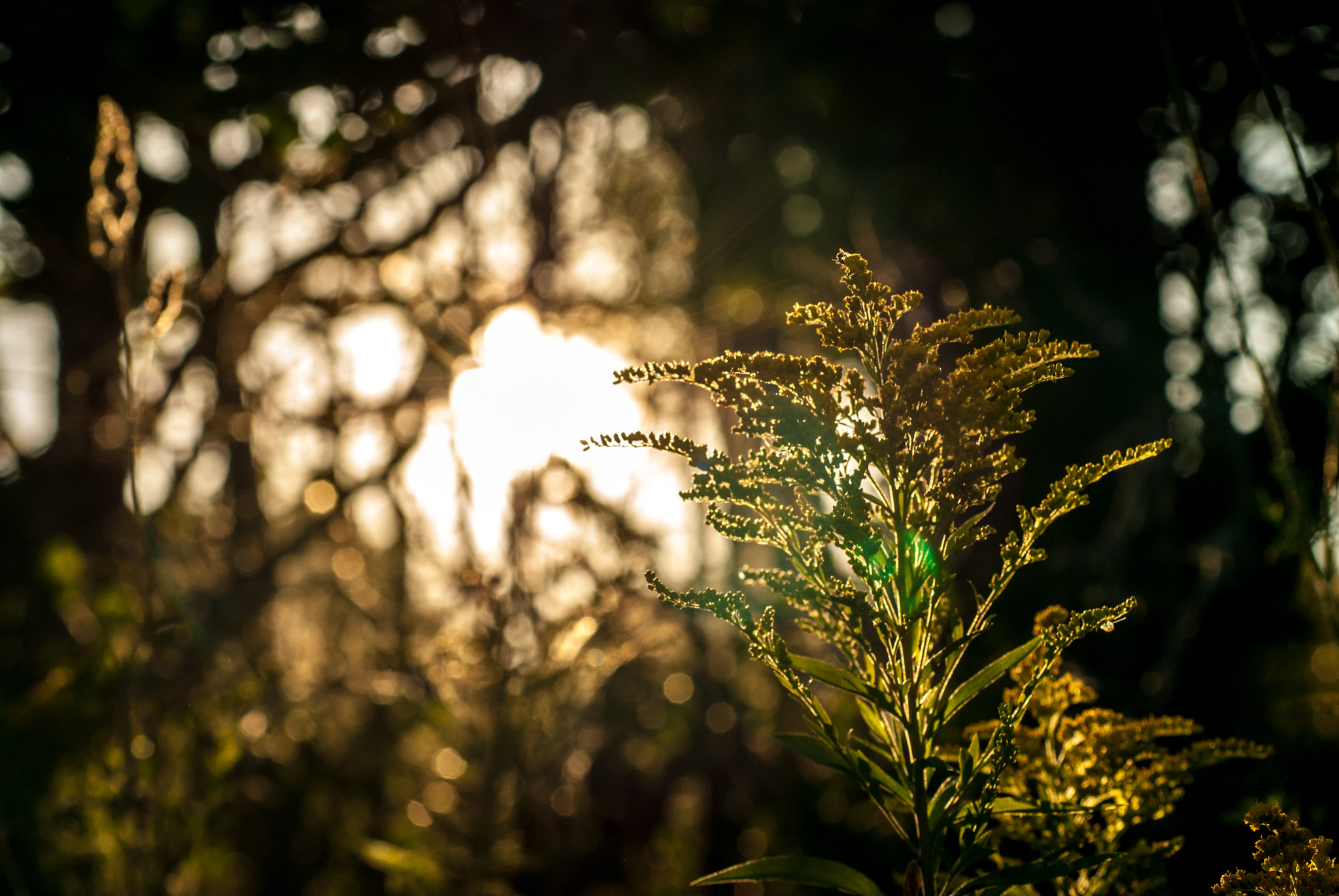 AF Zoom-Nikkor 80-200mm f/2.8 ED sample photo. Goldenrod photography