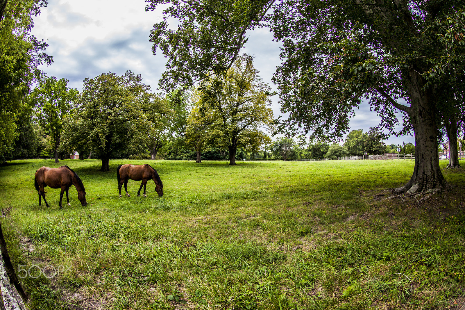 Canon EF 8-15mm F4L Fisheye USM sample photo. Horses grazing in pasture 3318 photography
