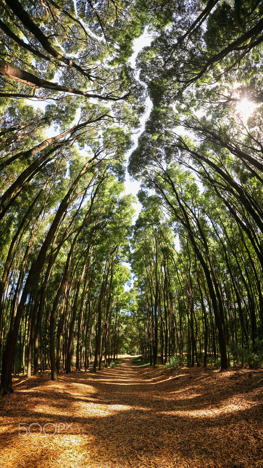 Sigma 12-24mm F4.5-5.6 II DG HSM sample photo. Forest photography