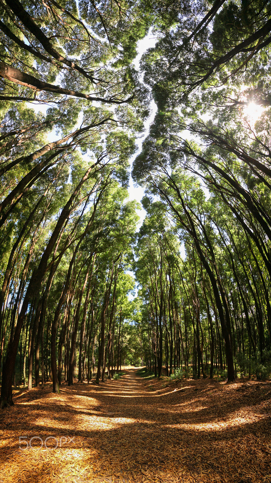 Canon EOS 5D Mark II + Sigma 12-24mm F4.5-5.6 II DG HSM sample photo. Forest photography