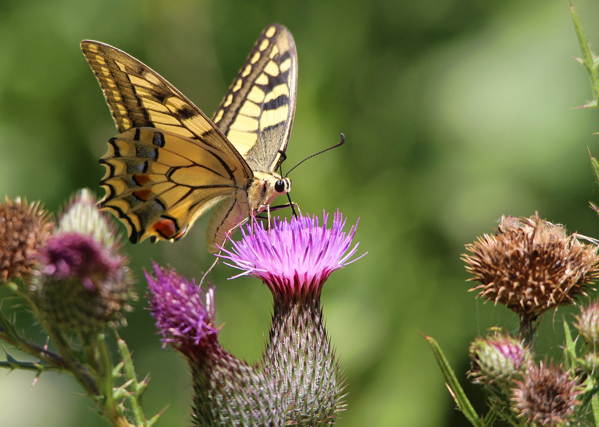 Sigma 150-500mm F5-6.3 DG OS HSM sample photo. Papilio machaon, macaone  photography