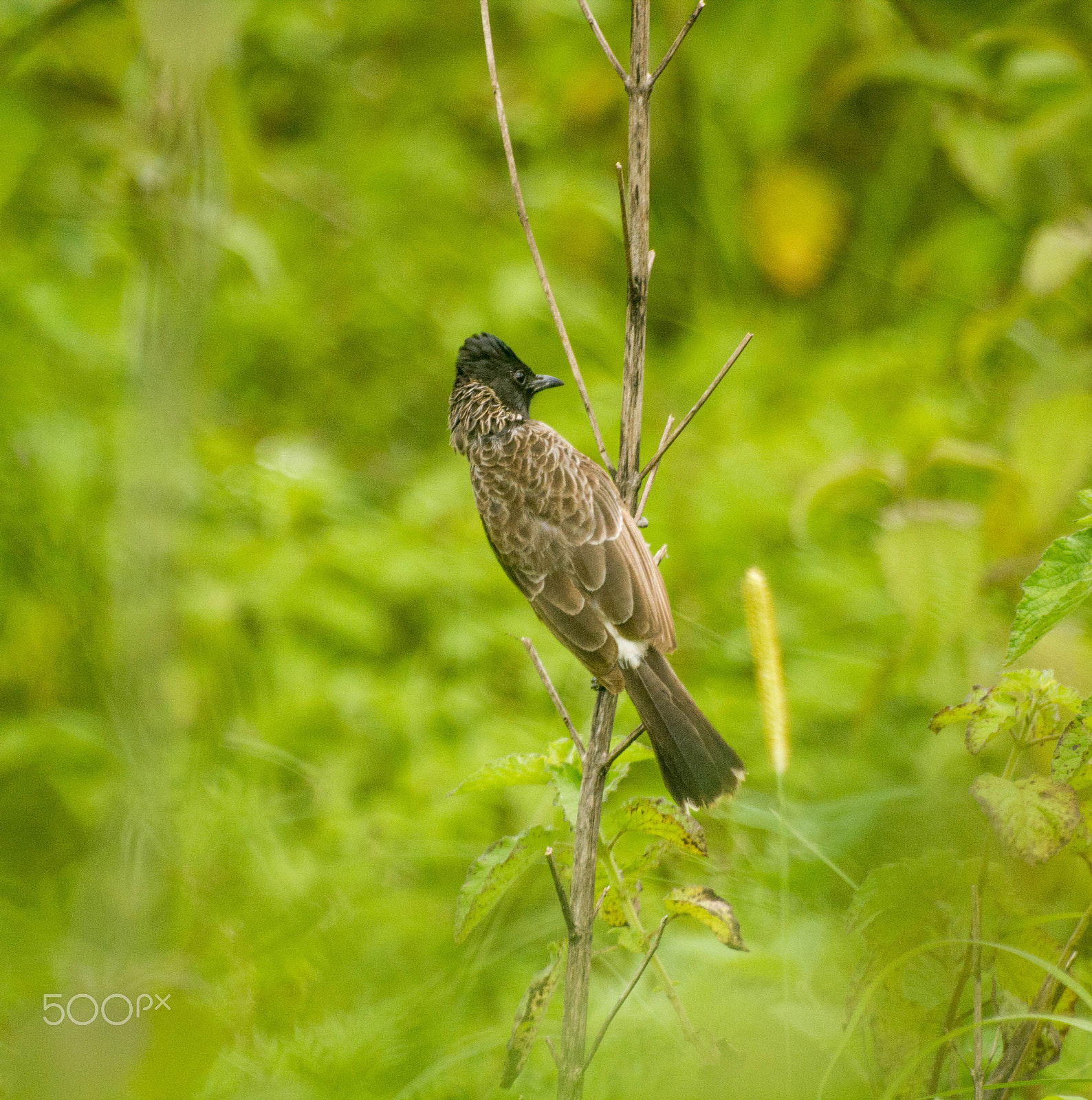 Sigma 70-300mm F4-5.6 APO DG Macro sample photo. Bird photography