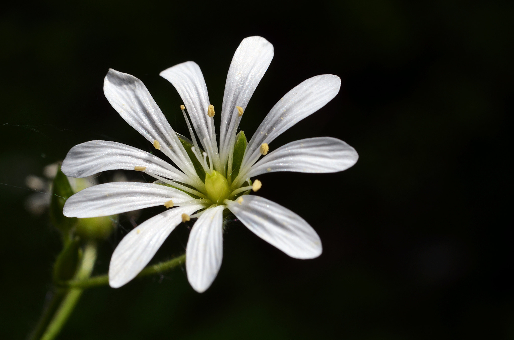 Nikon D5100 + Sigma 50mm F2.8 EX DG Macro sample photo. Black and white photography