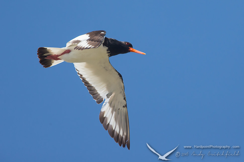 Canon EF 500mm F4L IS USM sample photo. Oystercatcher photography