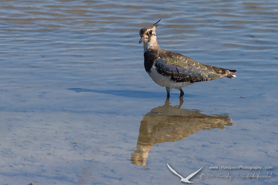 Canon EF 500mm F4L IS USM sample photo. Lapwing photography