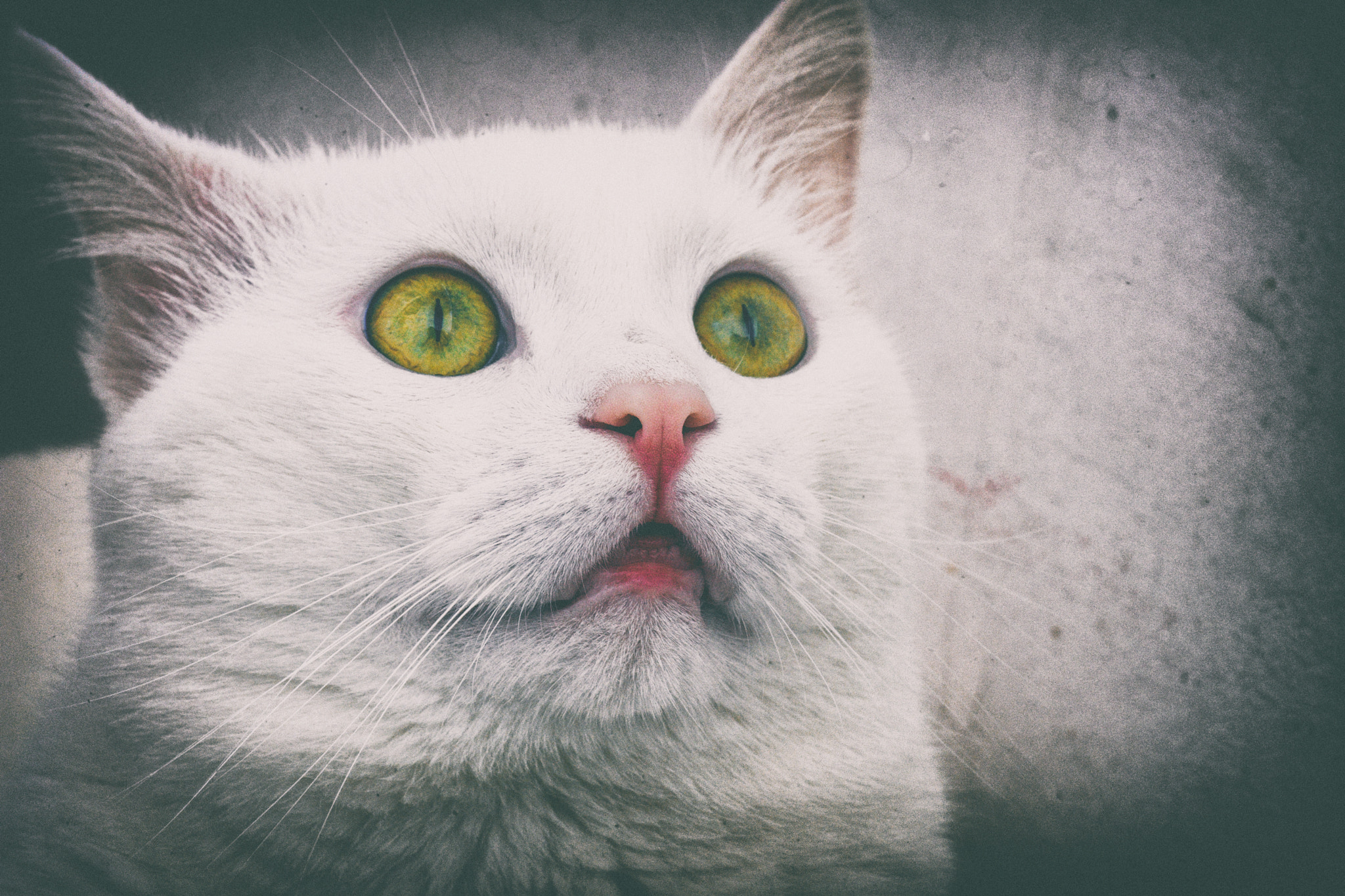 Nikon D7200 + AF Micro-Nikkor 60mm f/2.8 sample photo. The white cat.jpg photography