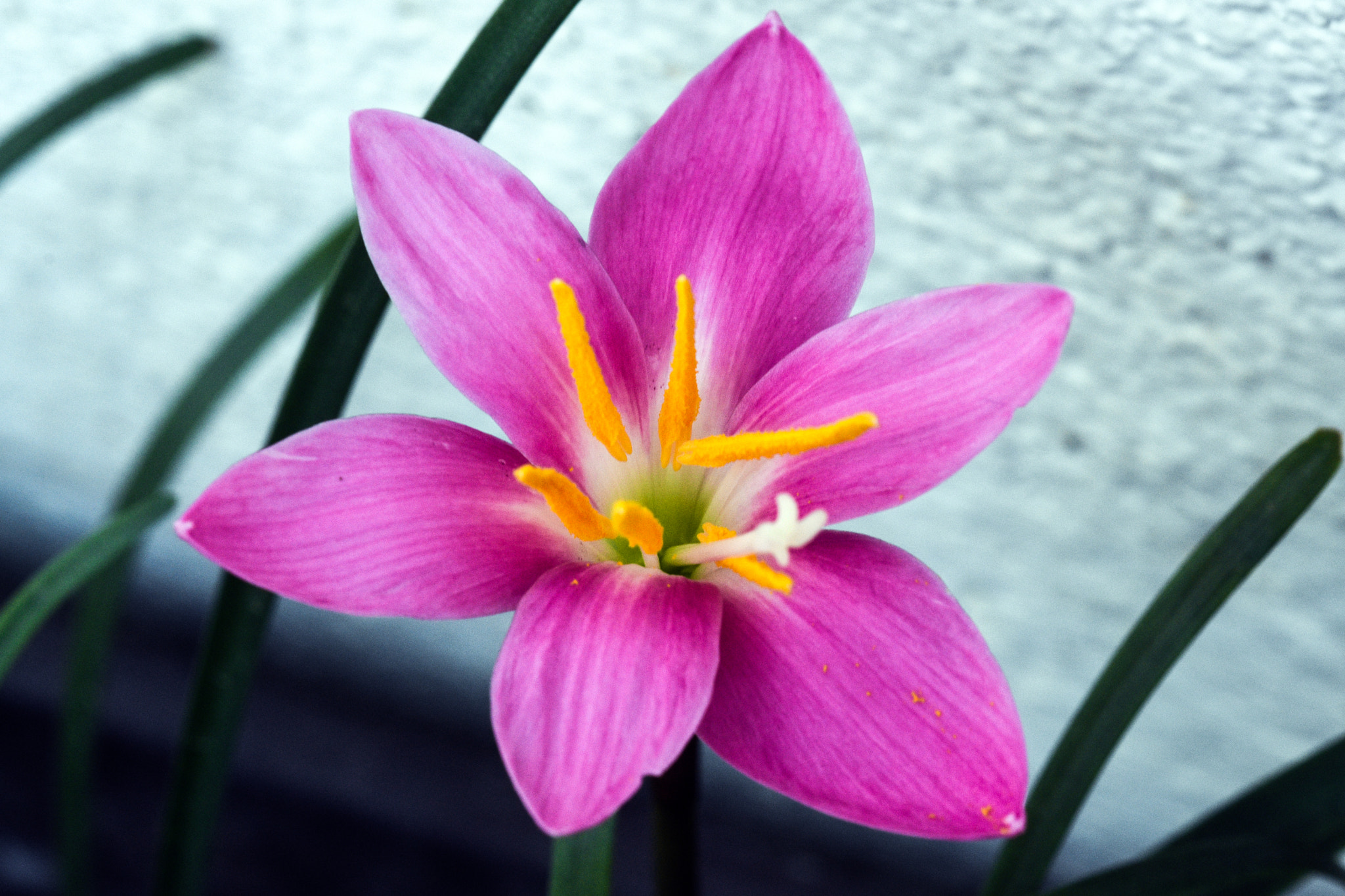 Nikon D7200 + AF Micro-Nikkor 60mm f/2.8 sample photo. Pink crocus.jpg photography