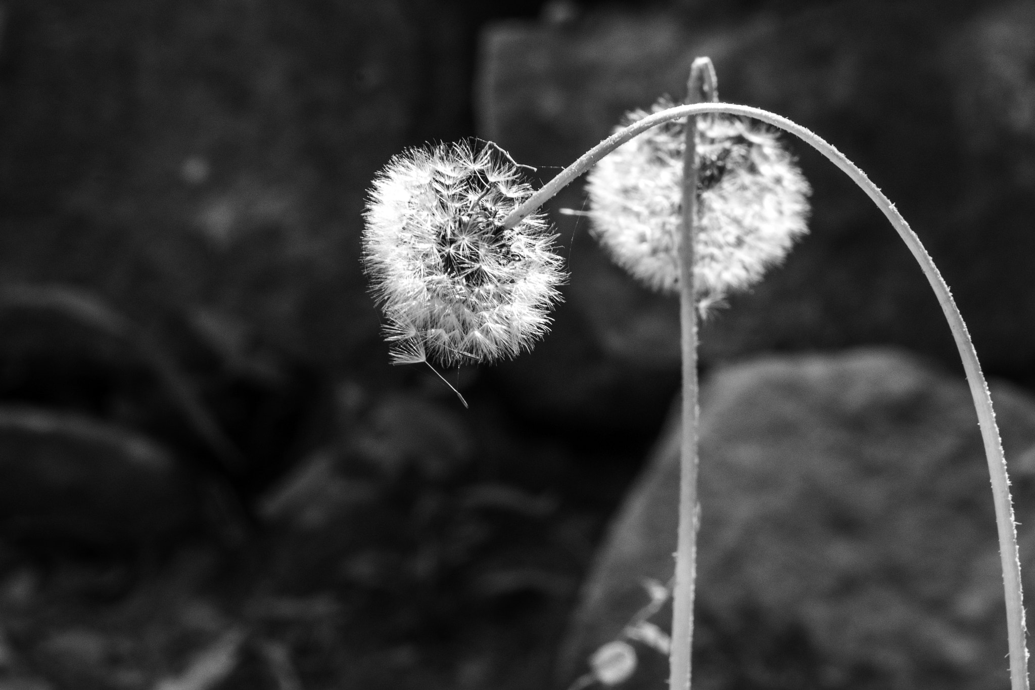 Panasonic Lumix DMC-GF7 + Olympus M.Zuiko Digital ED 75mm F1.8 sample photo. Dandelions.jpg photography