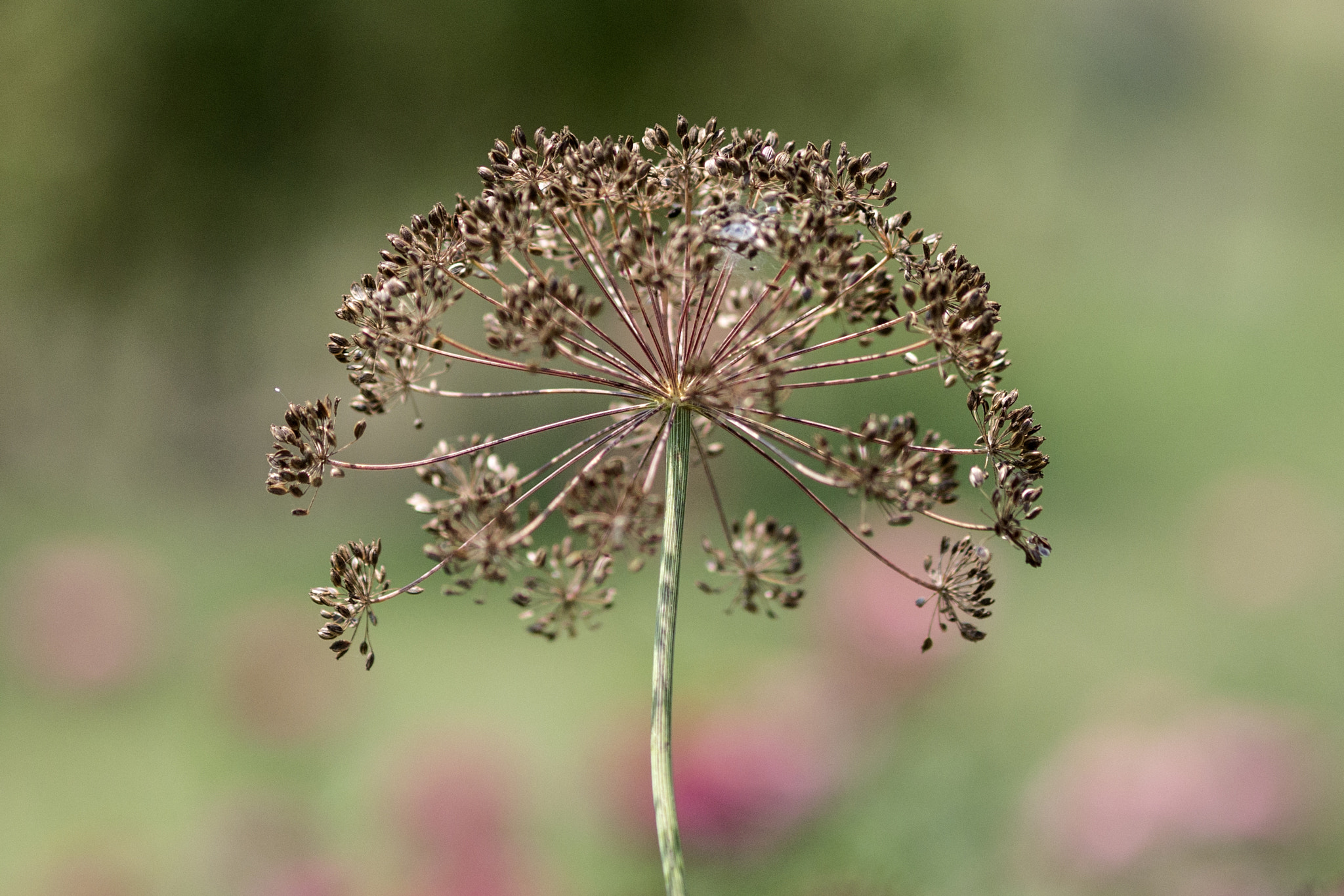 Panasonic Lumix DMC-GF7 + Olympus M.Zuiko Digital ED 75mm F1.8 sample photo. Dill flower.jpg photography