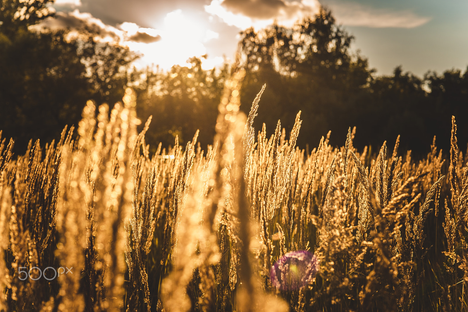 Sony a7R II + Sony 50mm F1.4 sample photo. Field photography