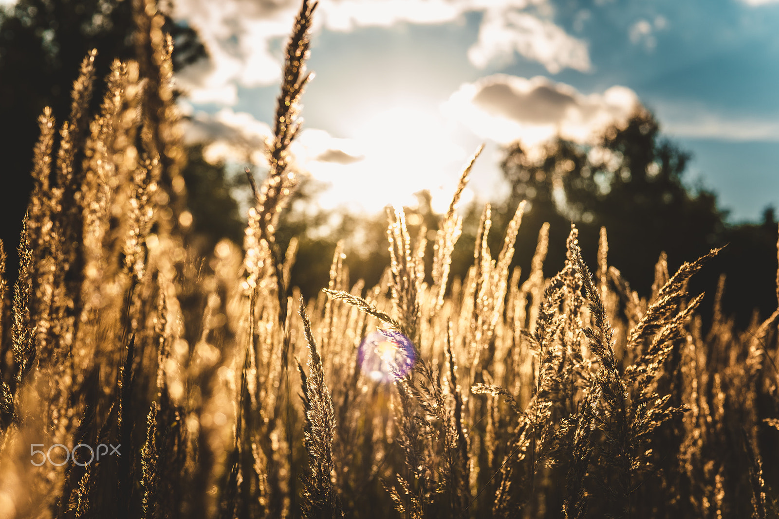 Sony a7R II + Sony 50mm F1.4 sample photo. Field photography