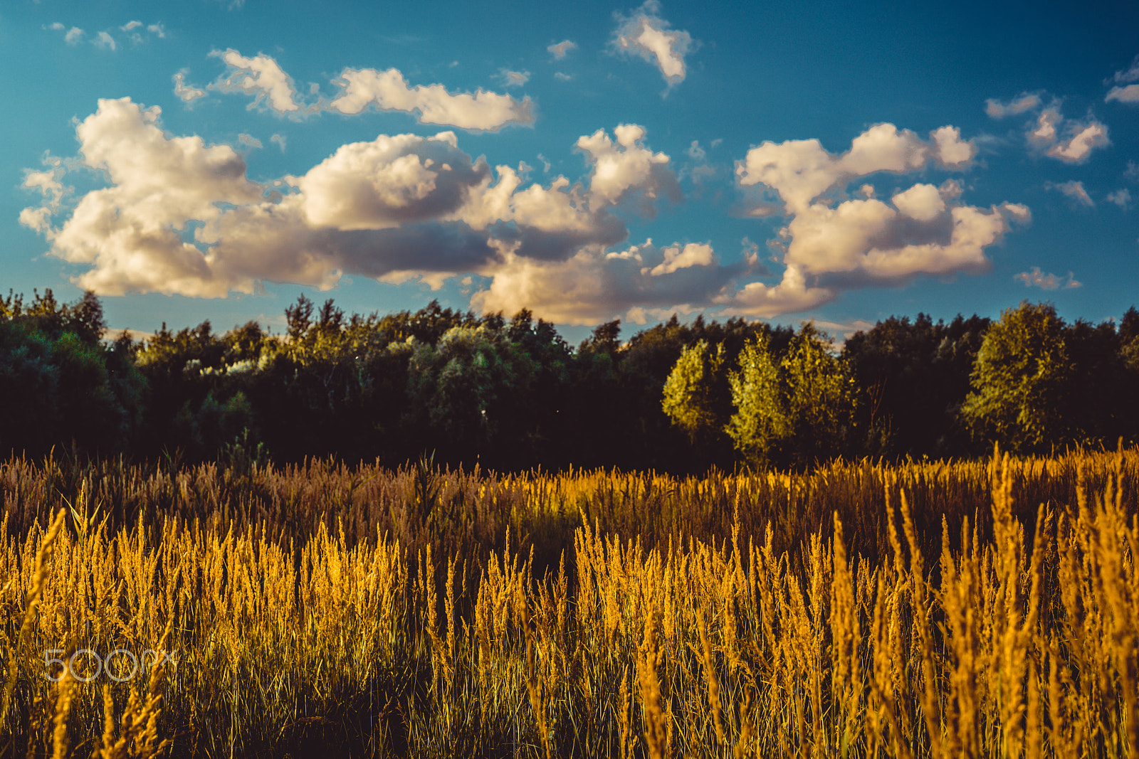 Sony a7R II + Sony 50mm F1.4 sample photo. Field photography