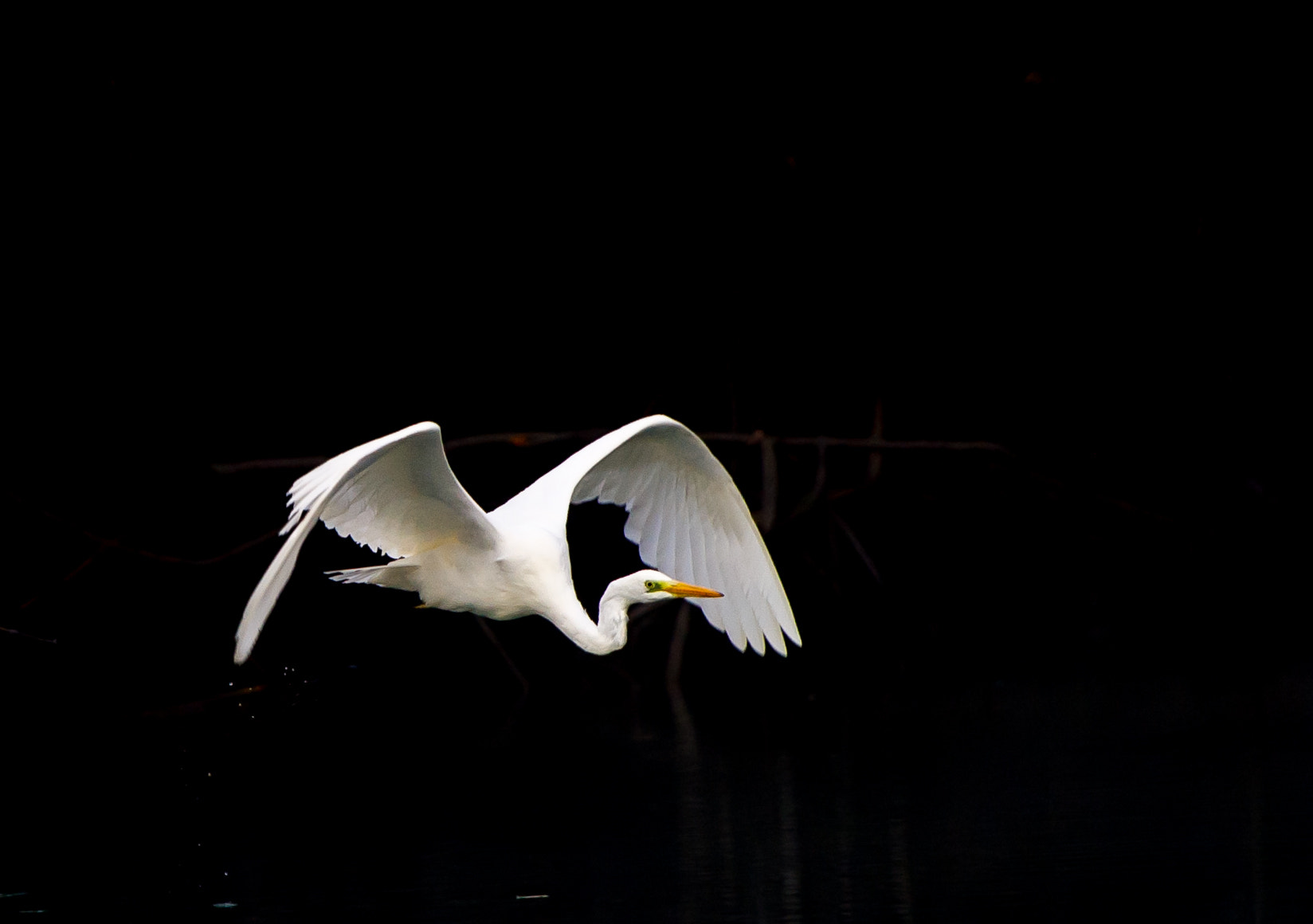 Nikon AF-S Nikkor 300mm F2.8G ED VR II sample photo. Grande aigrette photography