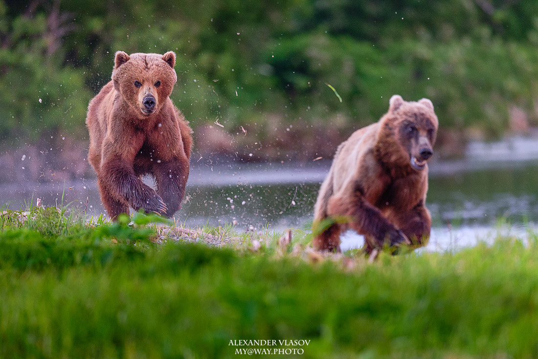 Nikon AF-S Nikkor 500mm F4E FL ED VR sample photo. On the run photography