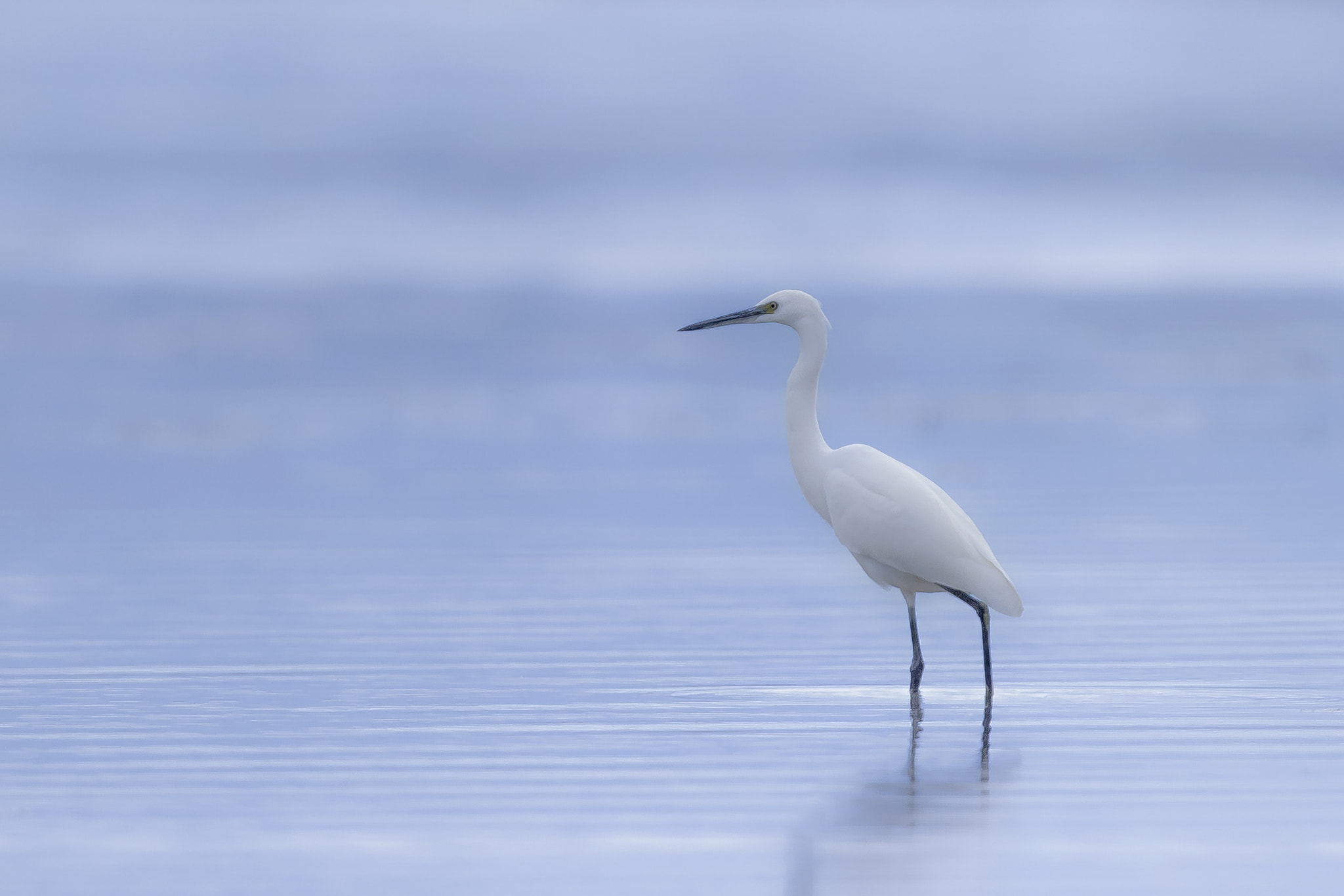 Canon EF 400mm F2.8L IS USM sample photo. Blue photography