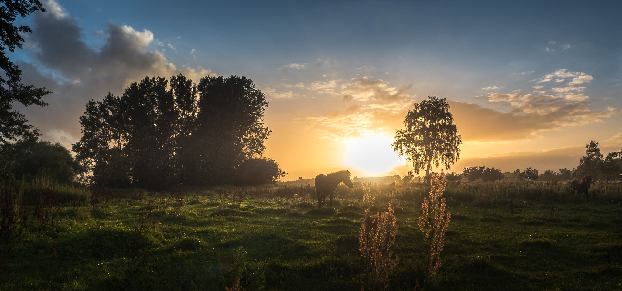 Panasonic Lumix DMC-GH4 + OLYMPUS M.12mm F2.0 sample photo. Hest i aftensol/ horse in sunset photography