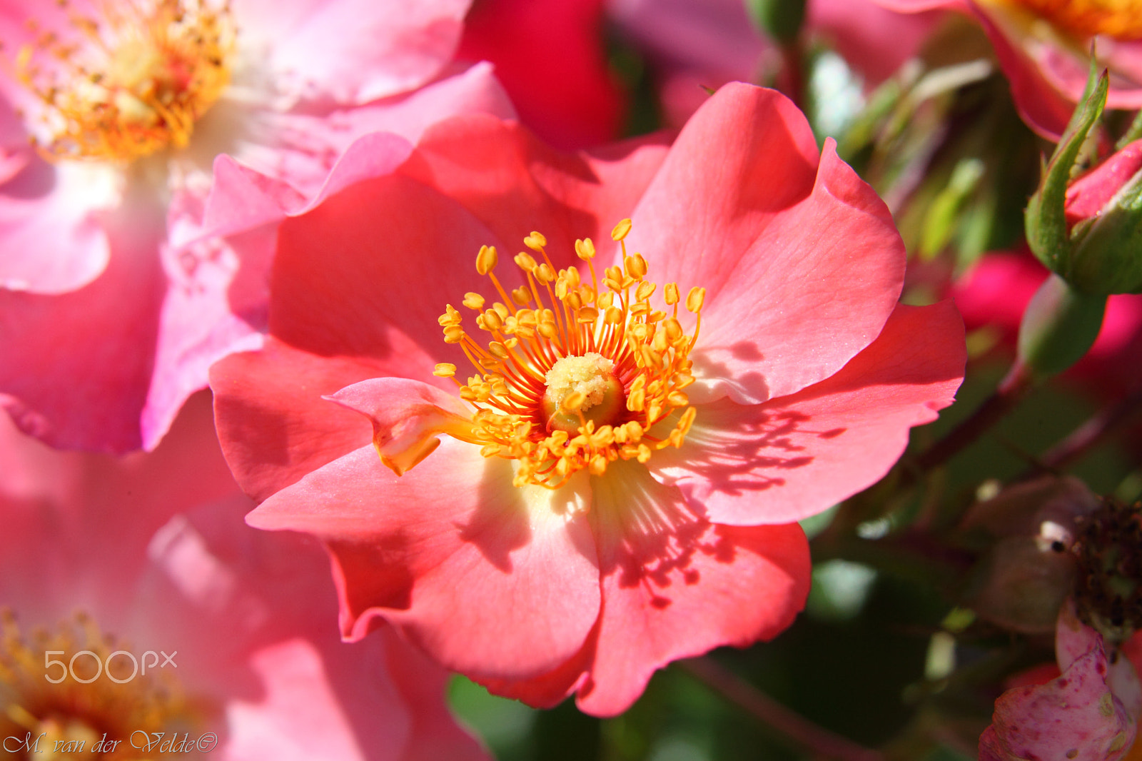 Canon EF 35-350mm F3.5-5.6L USM sample photo. The pink princess photography