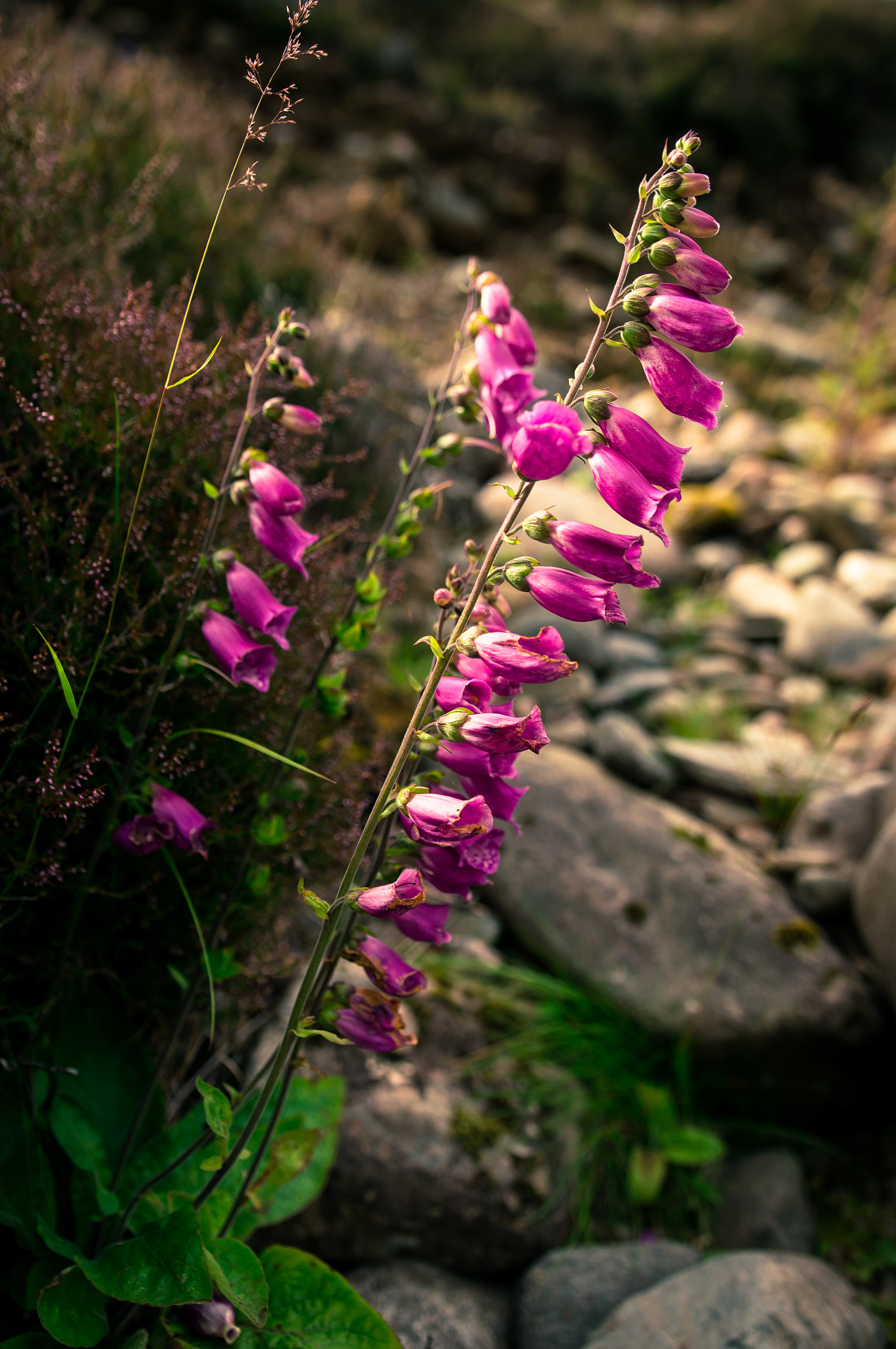 Sony SLT-A57 sample photo. Foxglove photography