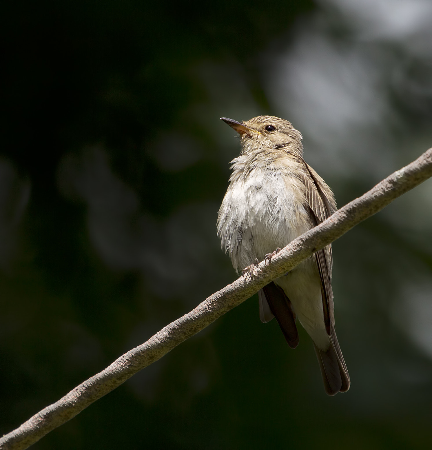 Canon EOS-1D Mark IV + Canon EF 100-400mm F4.5-5.6L IS USM sample photo. Flycatcher photography