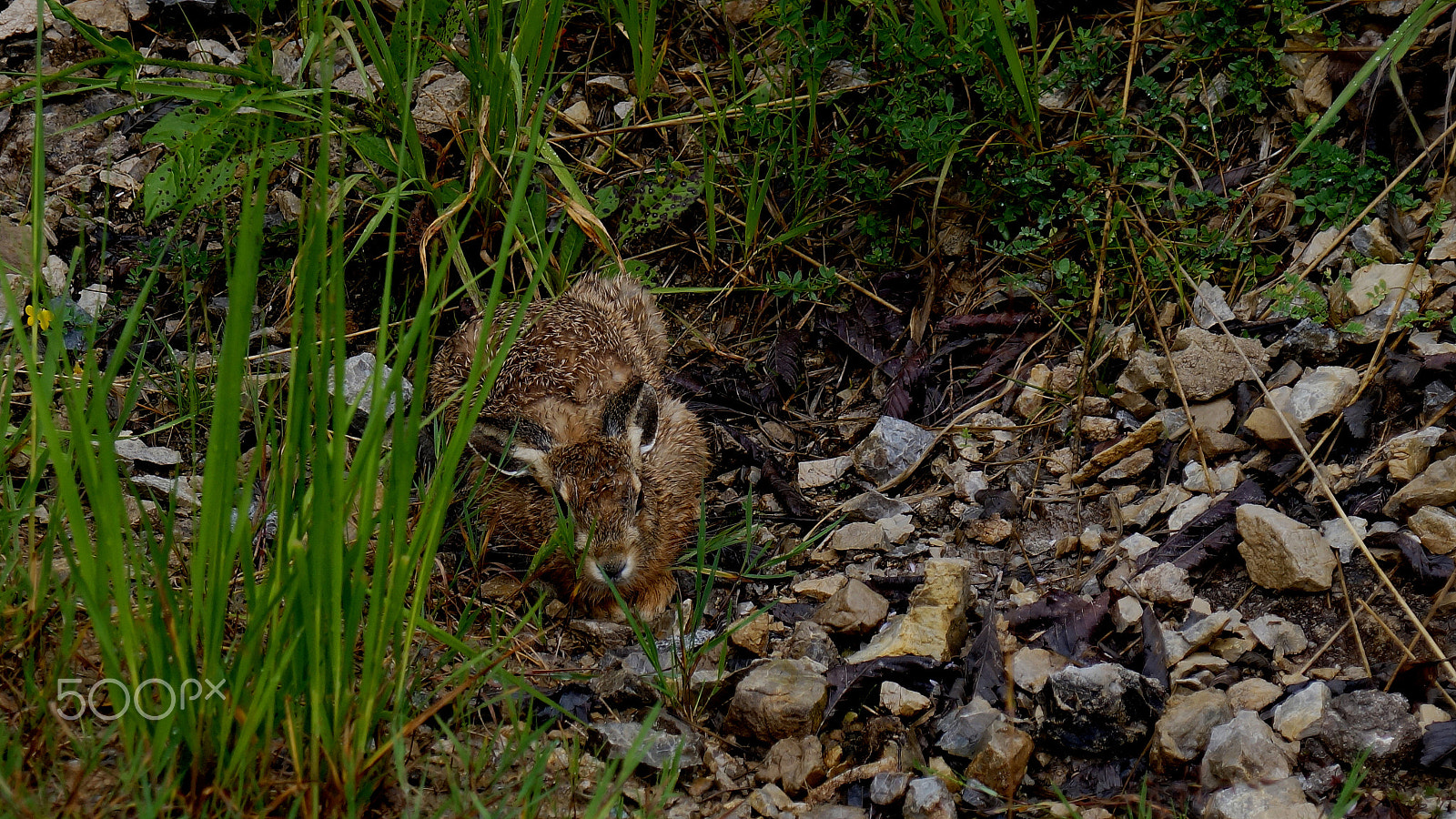 Sony DT 16-105mm F3.5-5.6 sample photo. Schneehase photography