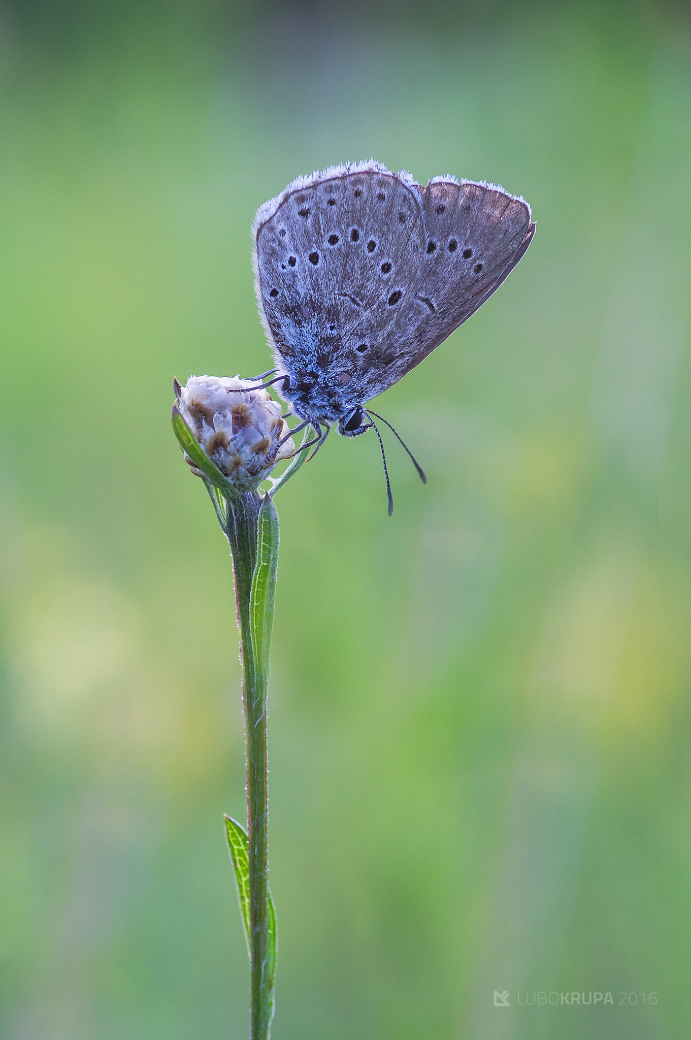 Pentax K-r + Tamron SP AF 90mm F2.8 Di Macro sample photo. Polyommatus icarus photography