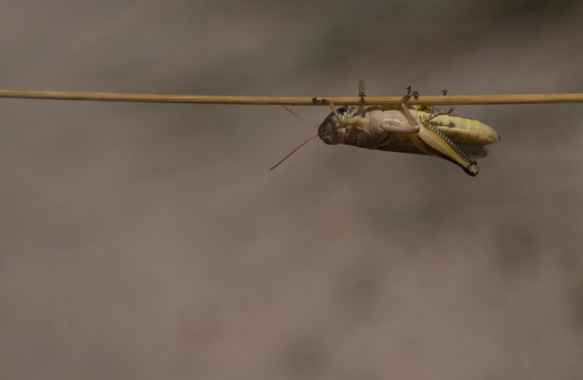 Pentax K-3 sample photo. Grasshopper photography