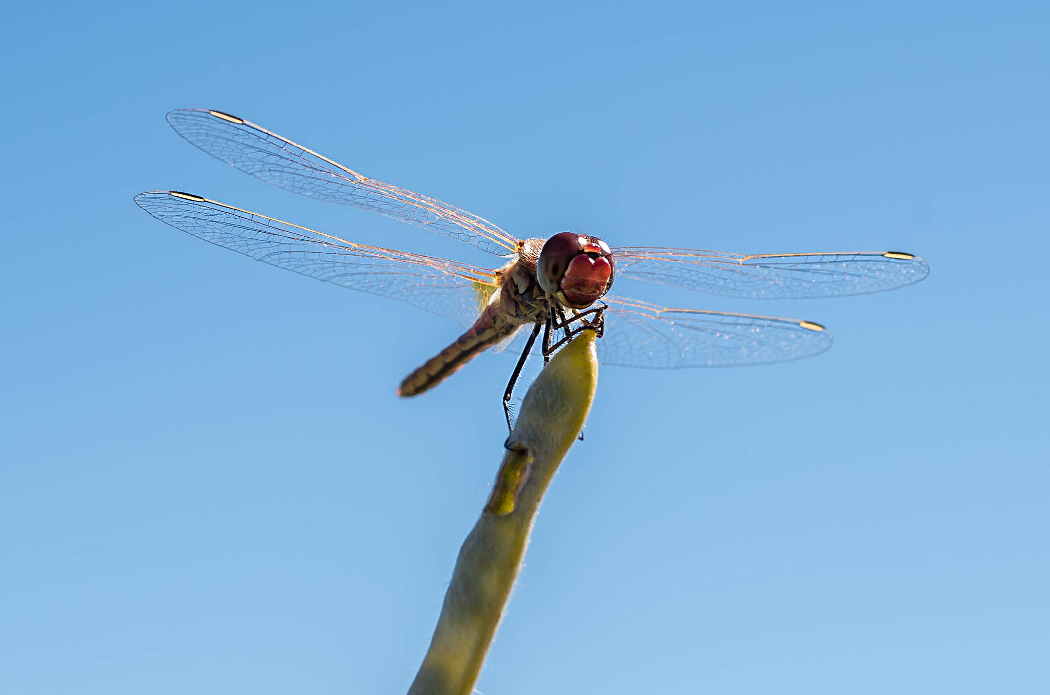 Pentax K-500 + Pentax smc D-FA 50mm F2.8 Macro sample photo. Dragonfly photography