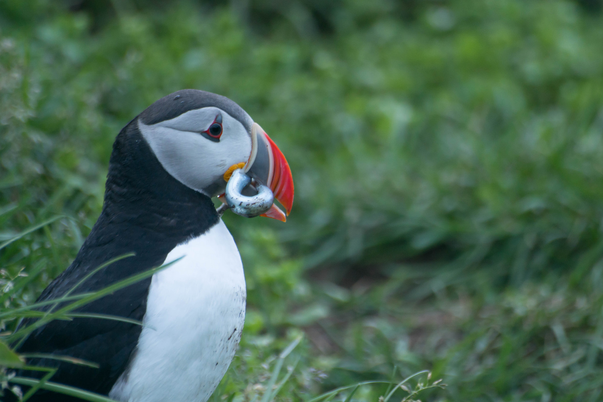 Sony 75-300mm F4.5-5.6 sample photo. Small puffin photography