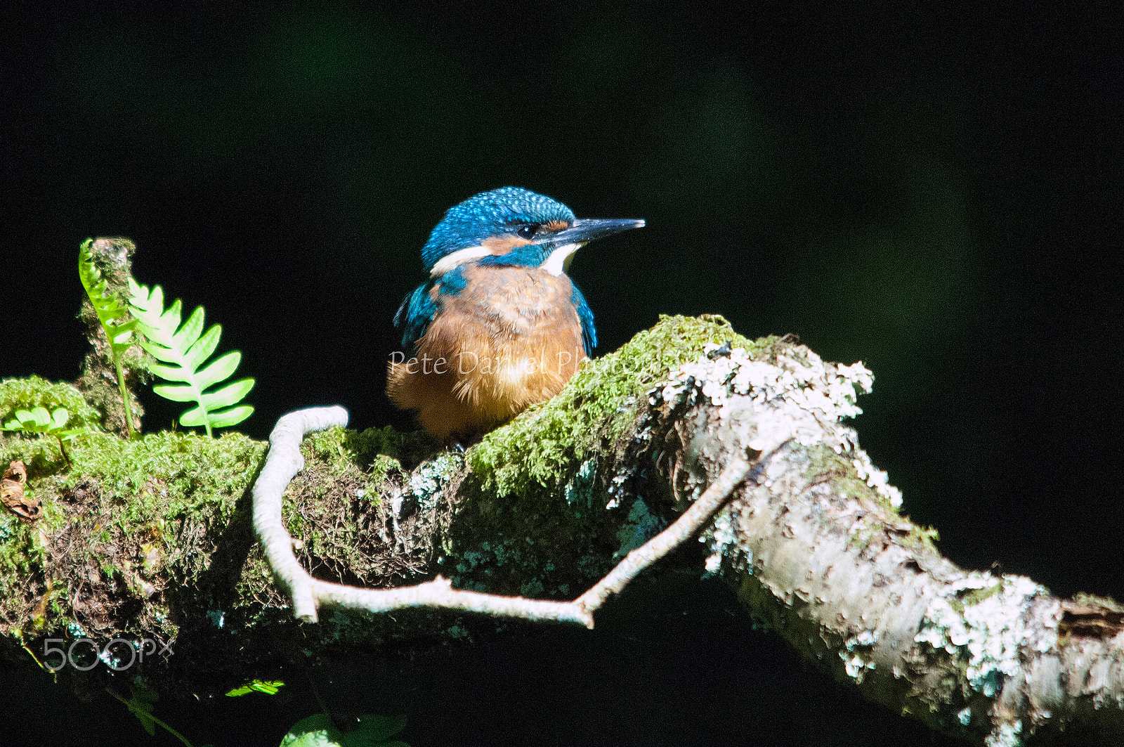Nikon D2X sample photo. Dsc_7885 1 male kingfisher photography