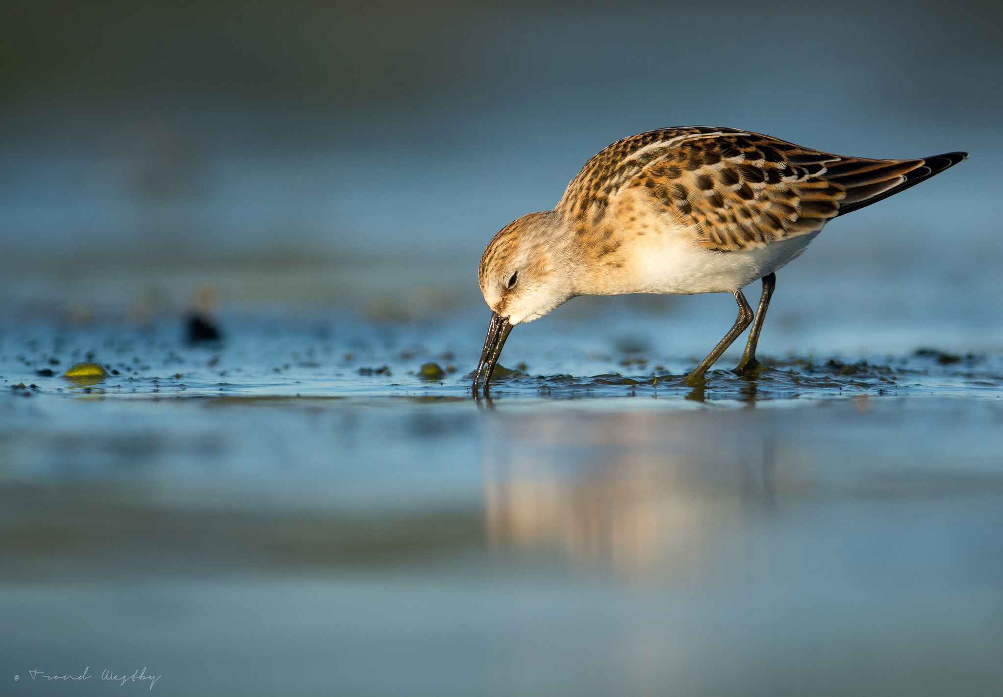 Nikon AF-S Nikkor 300mm F2.8G ED VR II sample photo. Little stint feeding photography