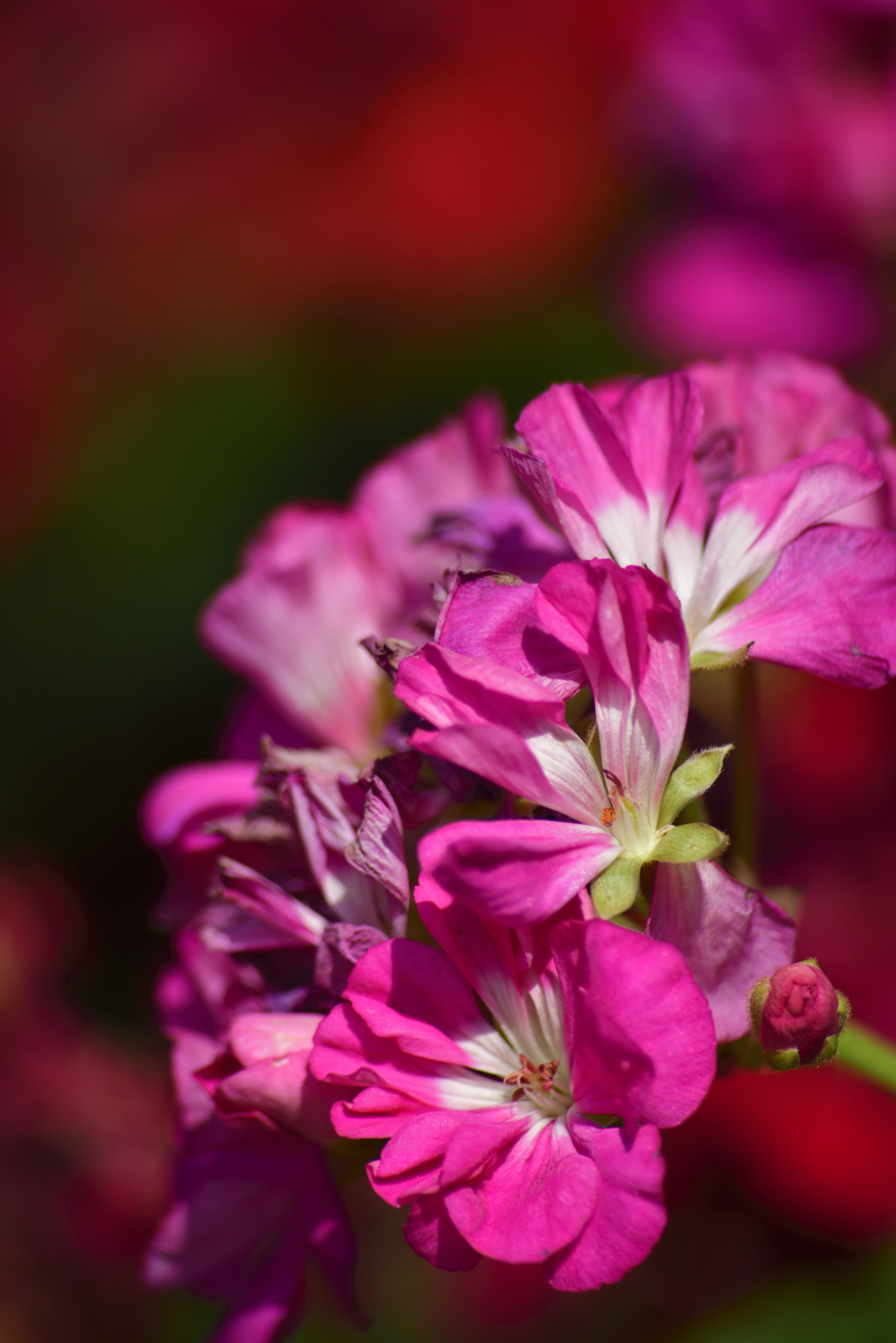 Sigma 70-300mm F4-5.6 APO Macro Super II sample photo. Pink geranium photography