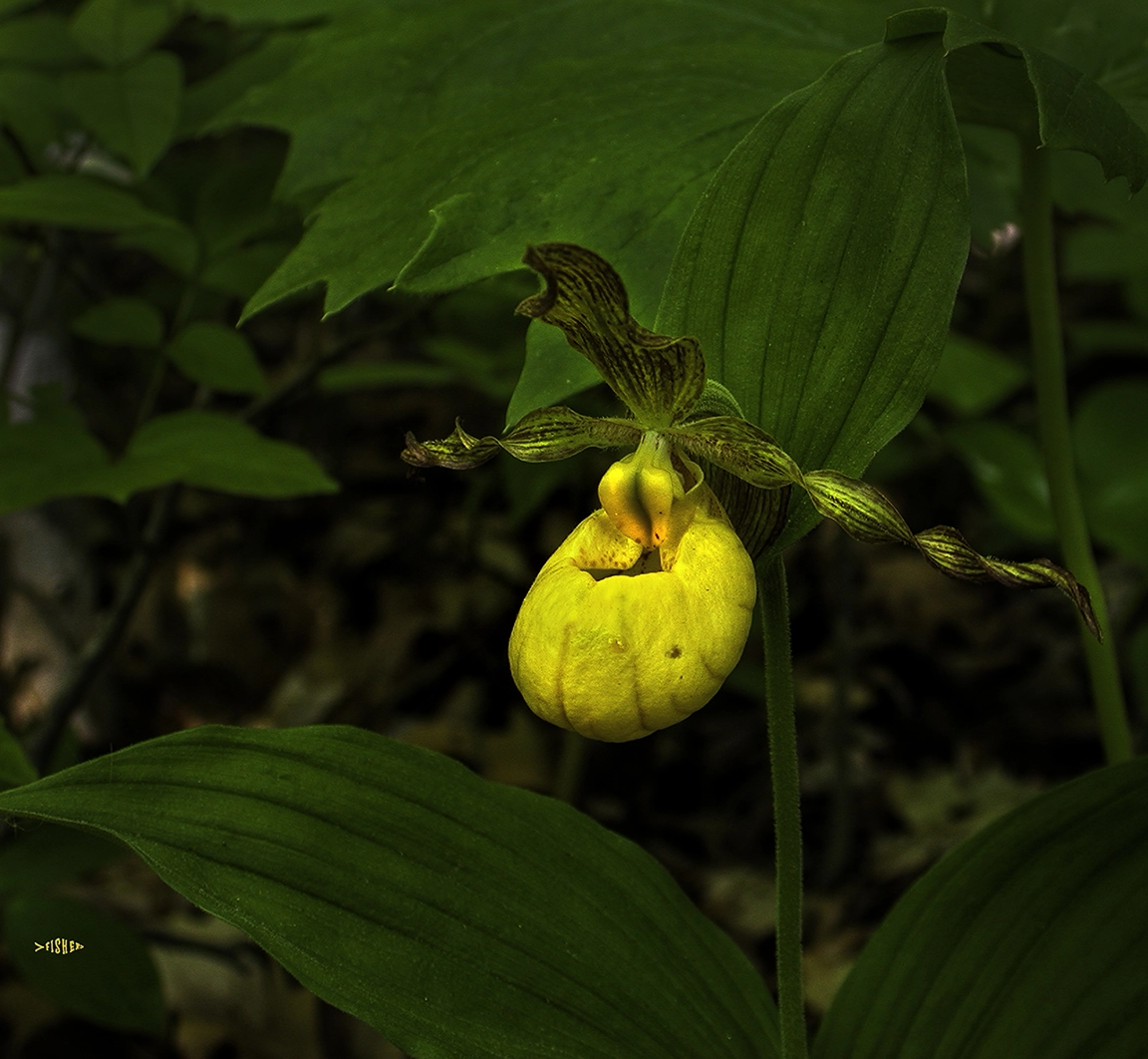 Nikon E995 sample photo. Cypripedium calceolus var pubescens photography