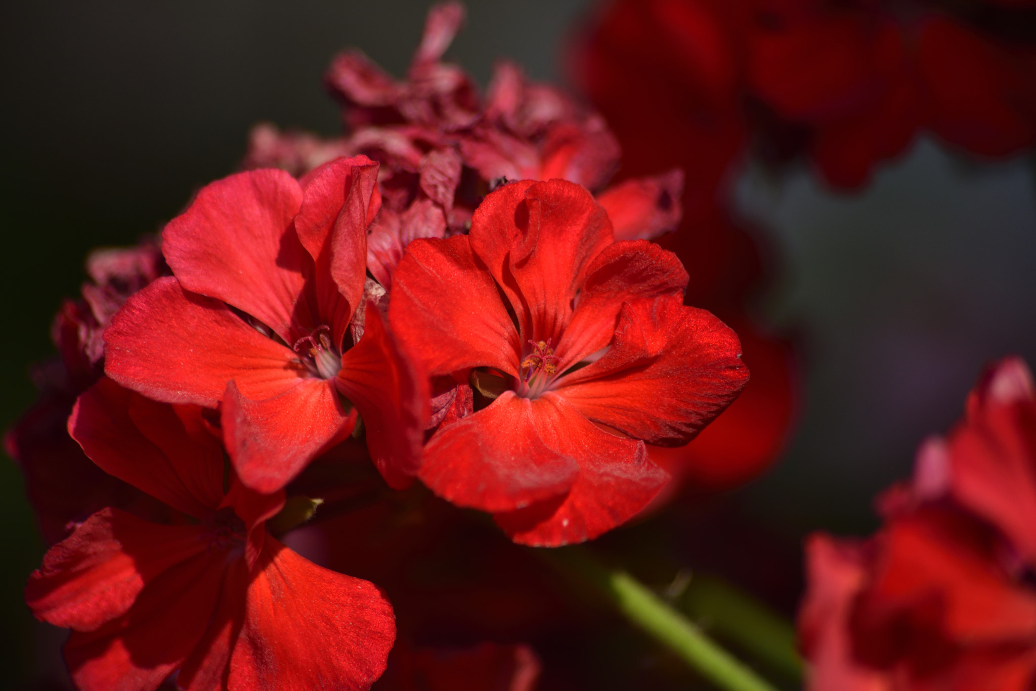 Sigma 70-300mm F4-5.6 APO Macro Super II sample photo. Red geranium photography