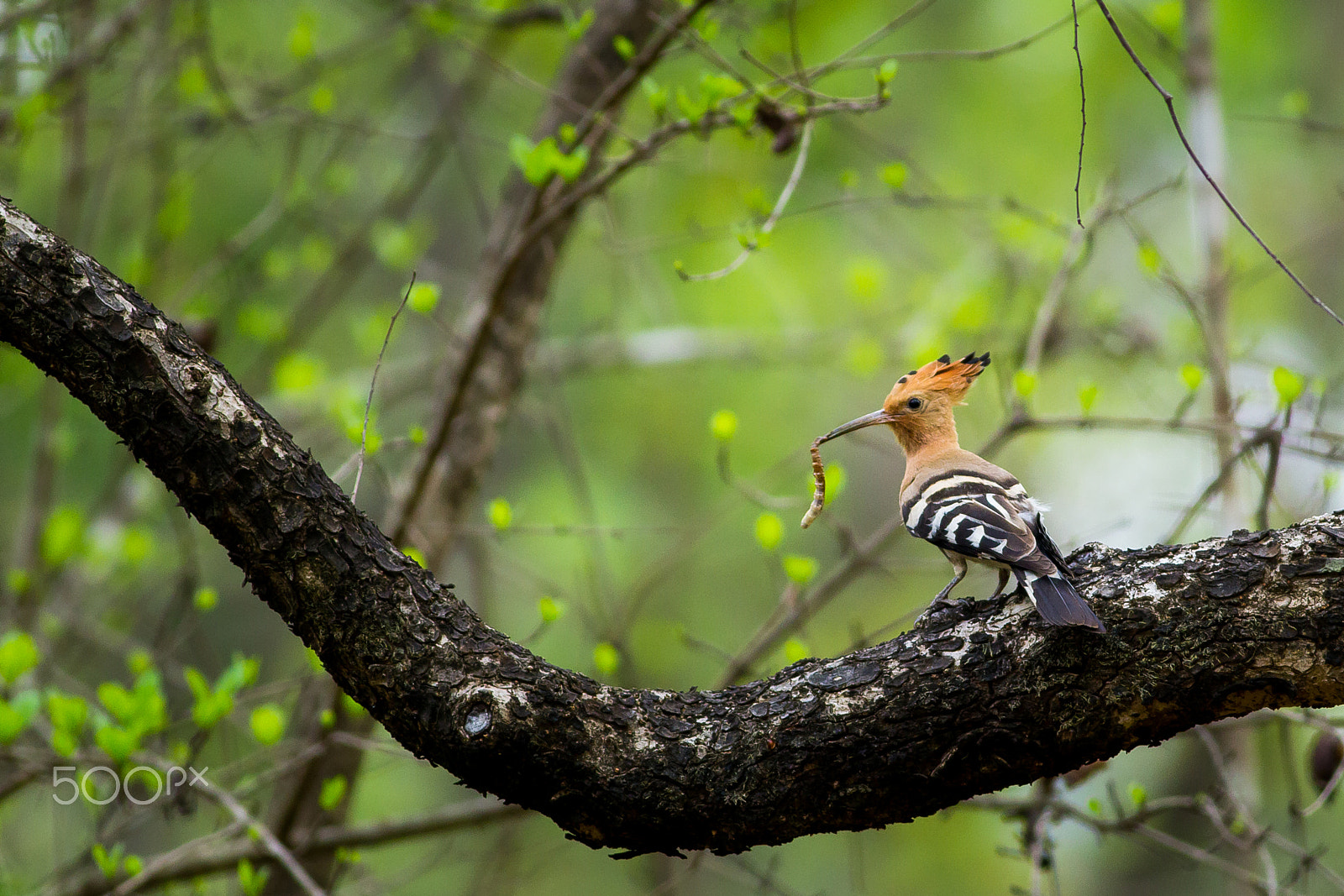 Canon EOS 60D + Canon EF 400mm F5.6L USM sample photo. Dinner time! photography