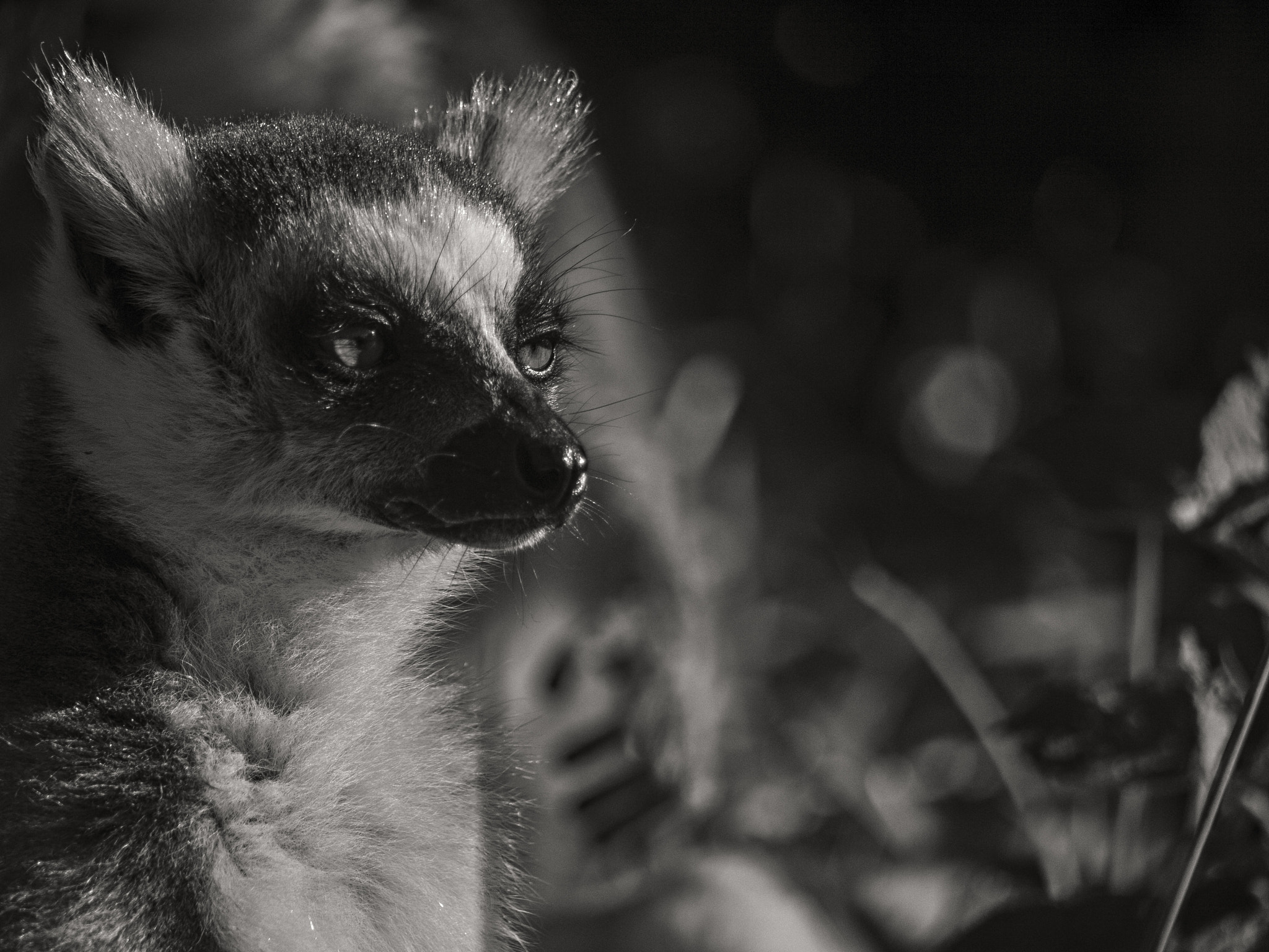 Panasonic Lumix G Vario 45-200mm F4-5.6 OIS sample photo. Madagascar photography