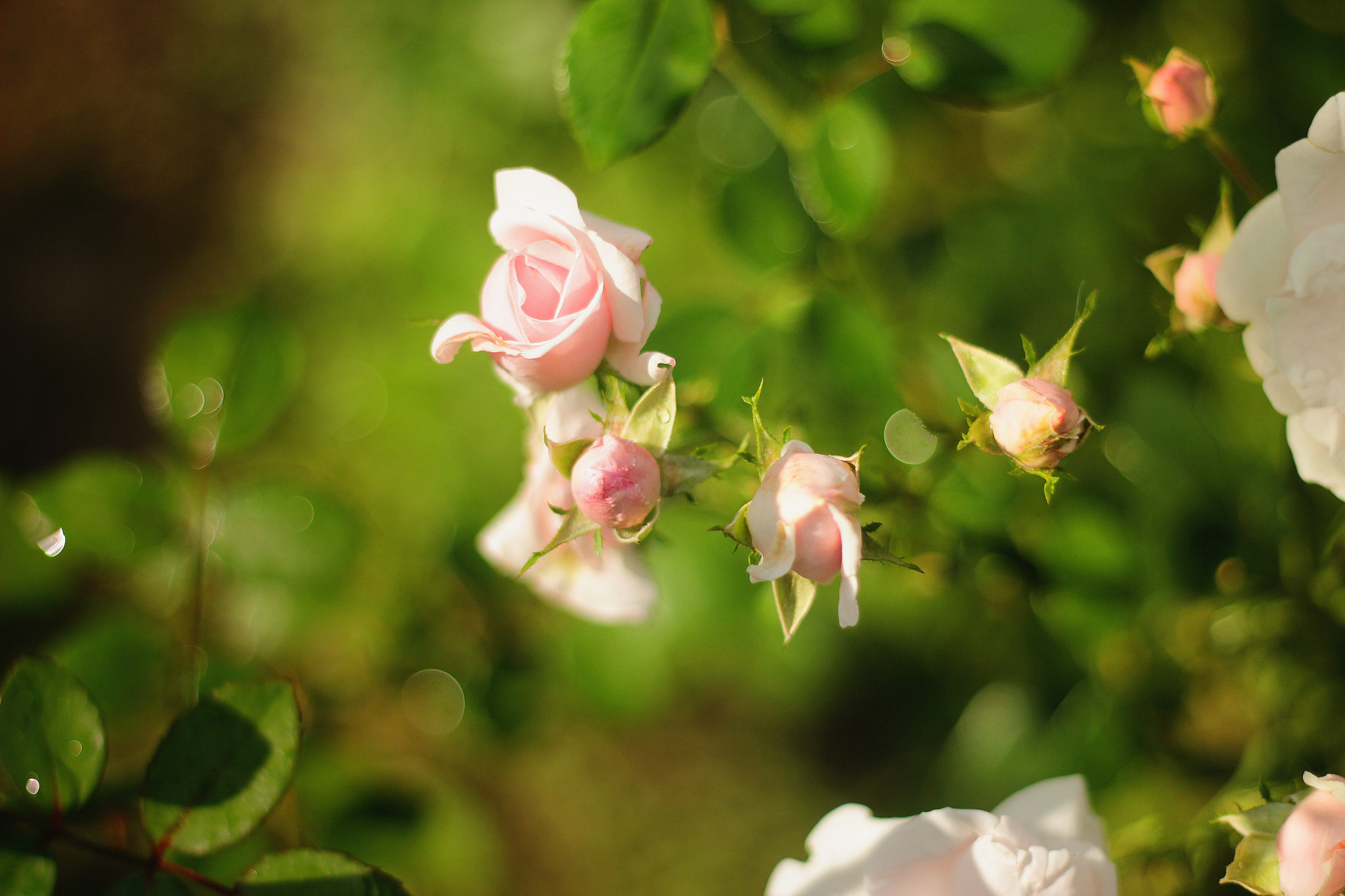 Canon EOS 60D + Canon EF 50mm F1.8 II sample photo. July photography