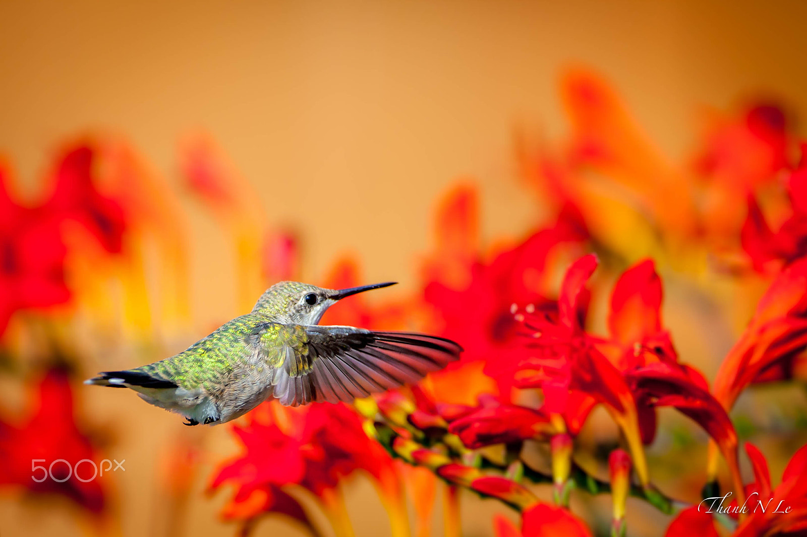 Canon EF 500mm F4L IS USM sample photo. ..... photography