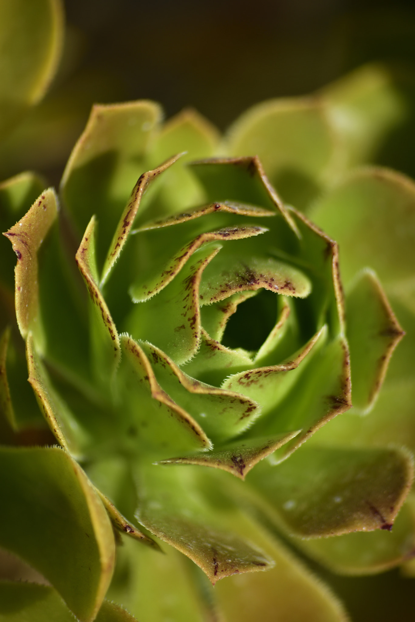 Sigma 70-300mm F4-5.6 APO Macro Super II sample photo. Hairy petals photography