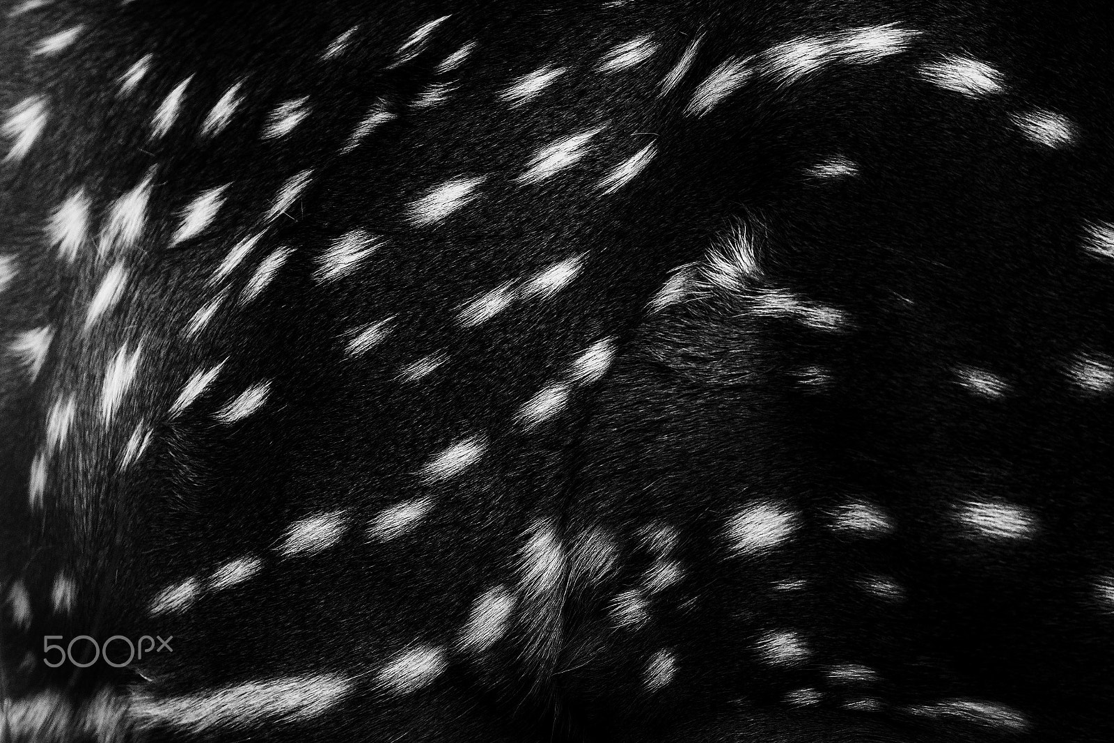 Canon EOS 60D + Canon EF 400mm F5.6L USM sample photo. Spotted pattern photography