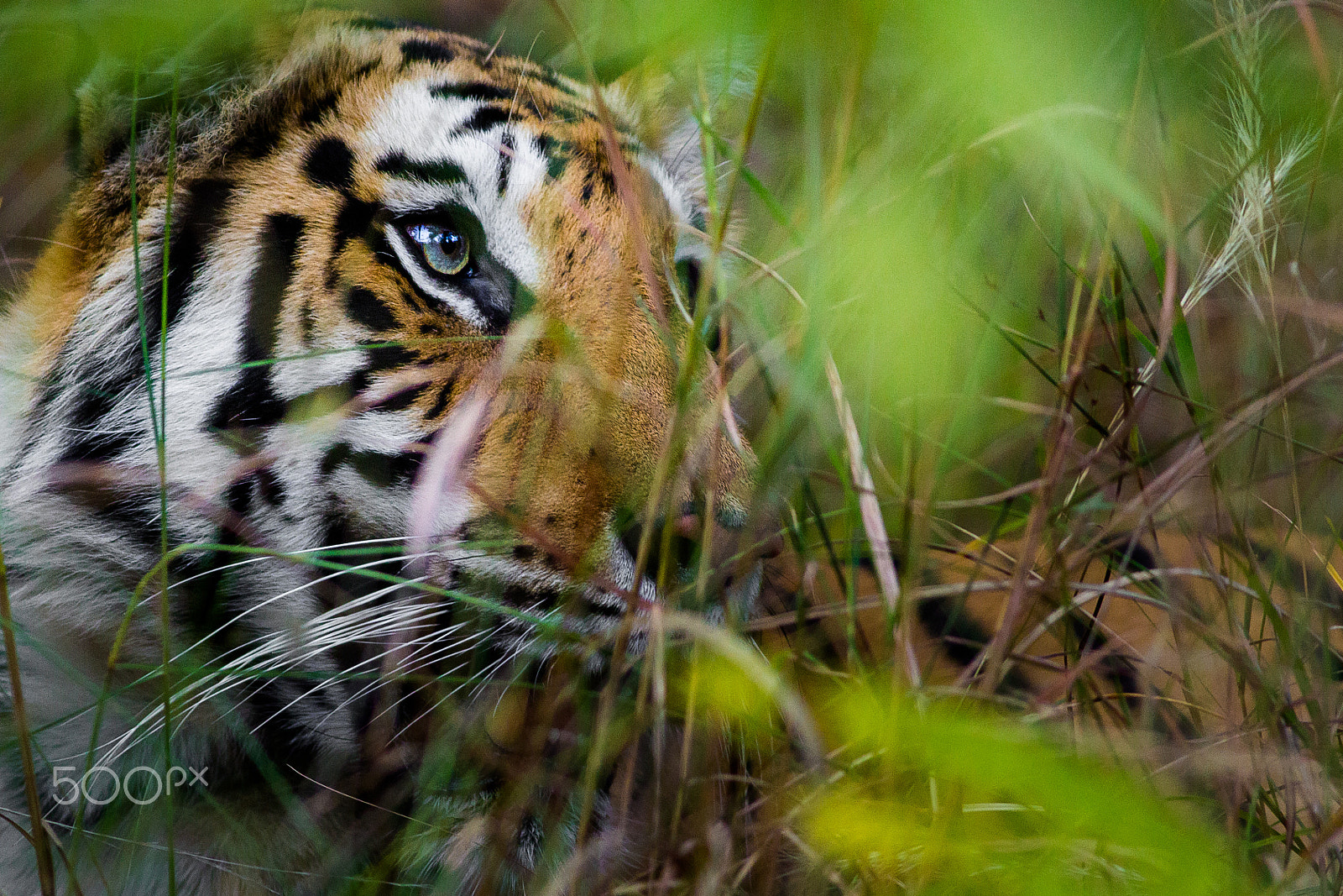 Canon EOS 60D + Canon EF 400mm F5.6L USM sample photo. Blue eyed beauty photography