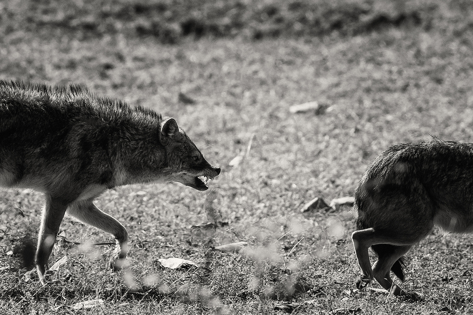 Canon EOS 60D + Canon EF 400mm F5.6L USM sample photo. What goes around comes around photography