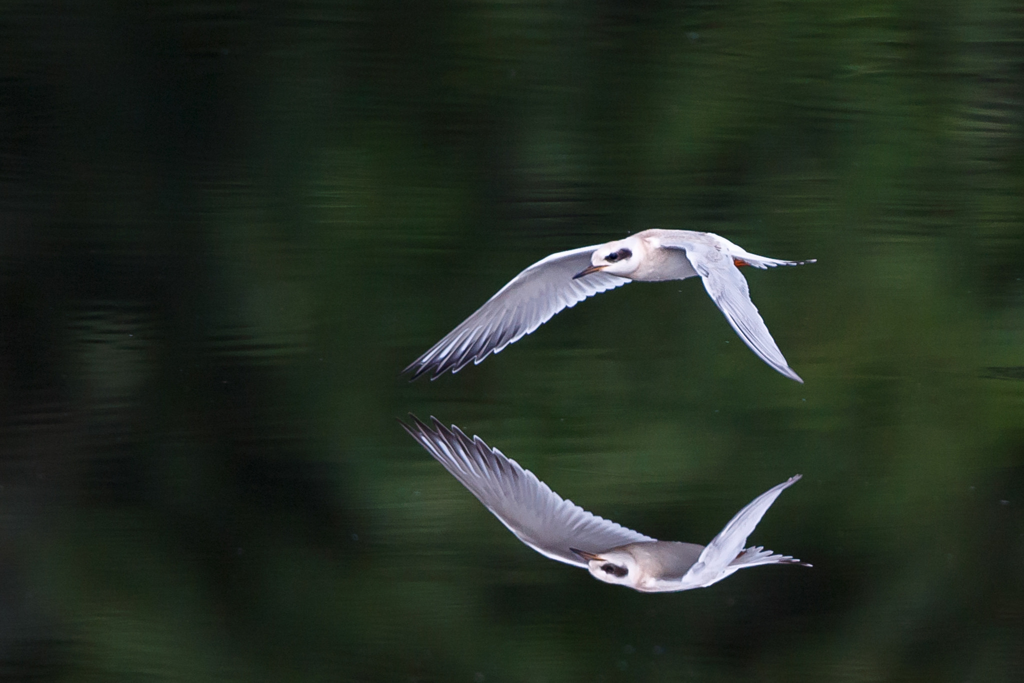 Canon EF 500mm F4L IS USM sample photo. Forsters tern photography
