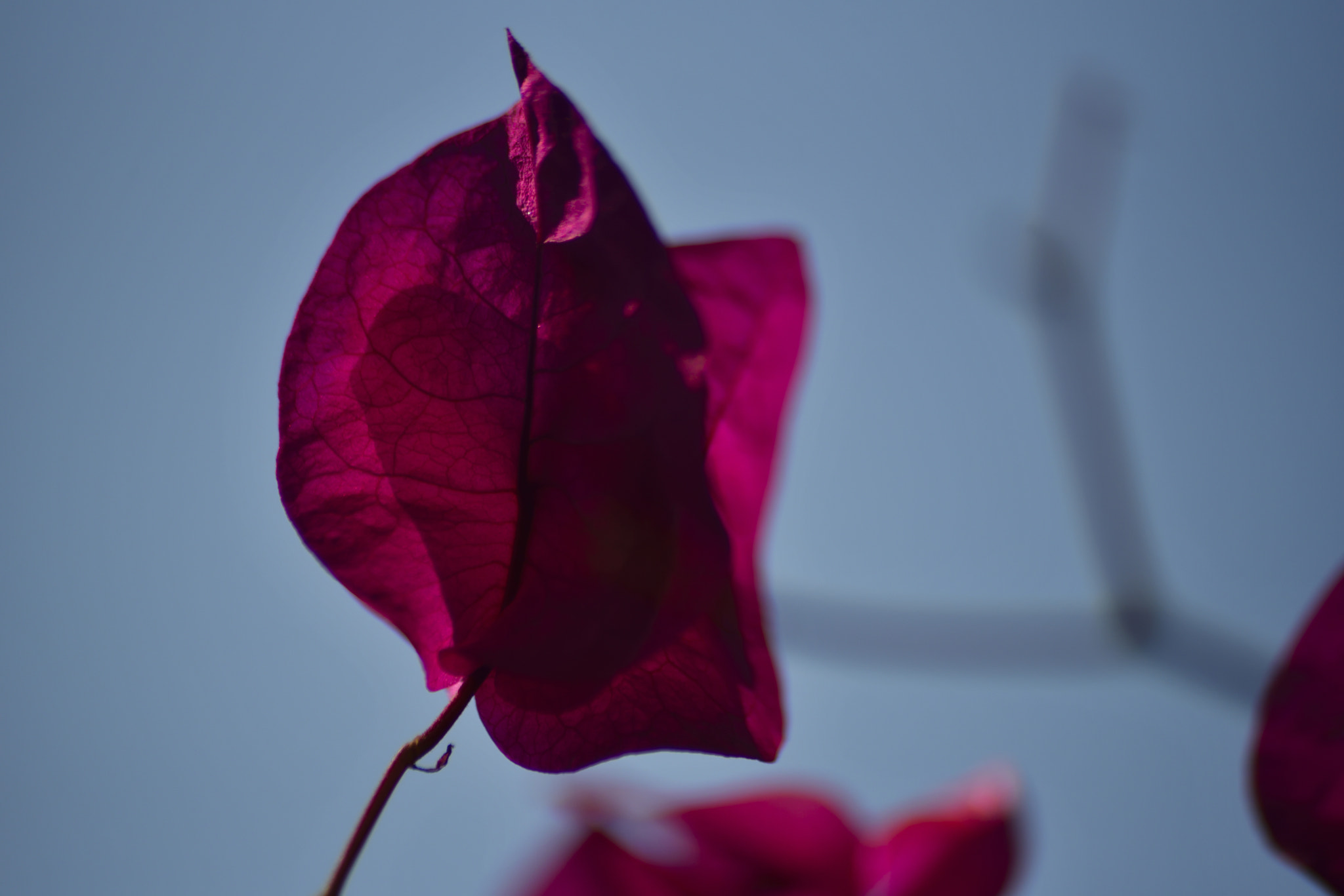 Sigma 70-300mm F4-5.6 APO Macro Super II sample photo. Bougainvillea leaf, lonely photography