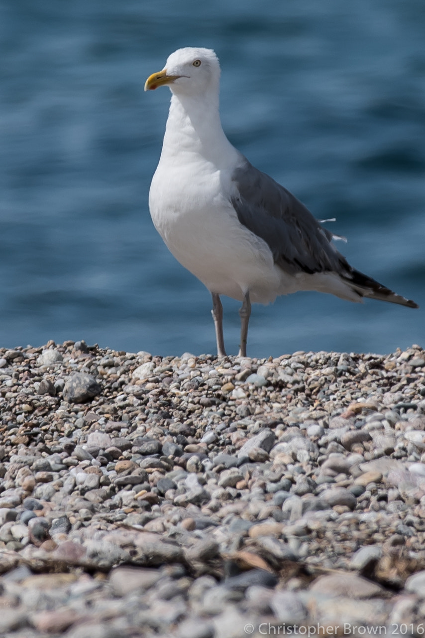Pentax smc DA* 300mm F4.0 ED (IF) SDM sample photo. Watchful photography
