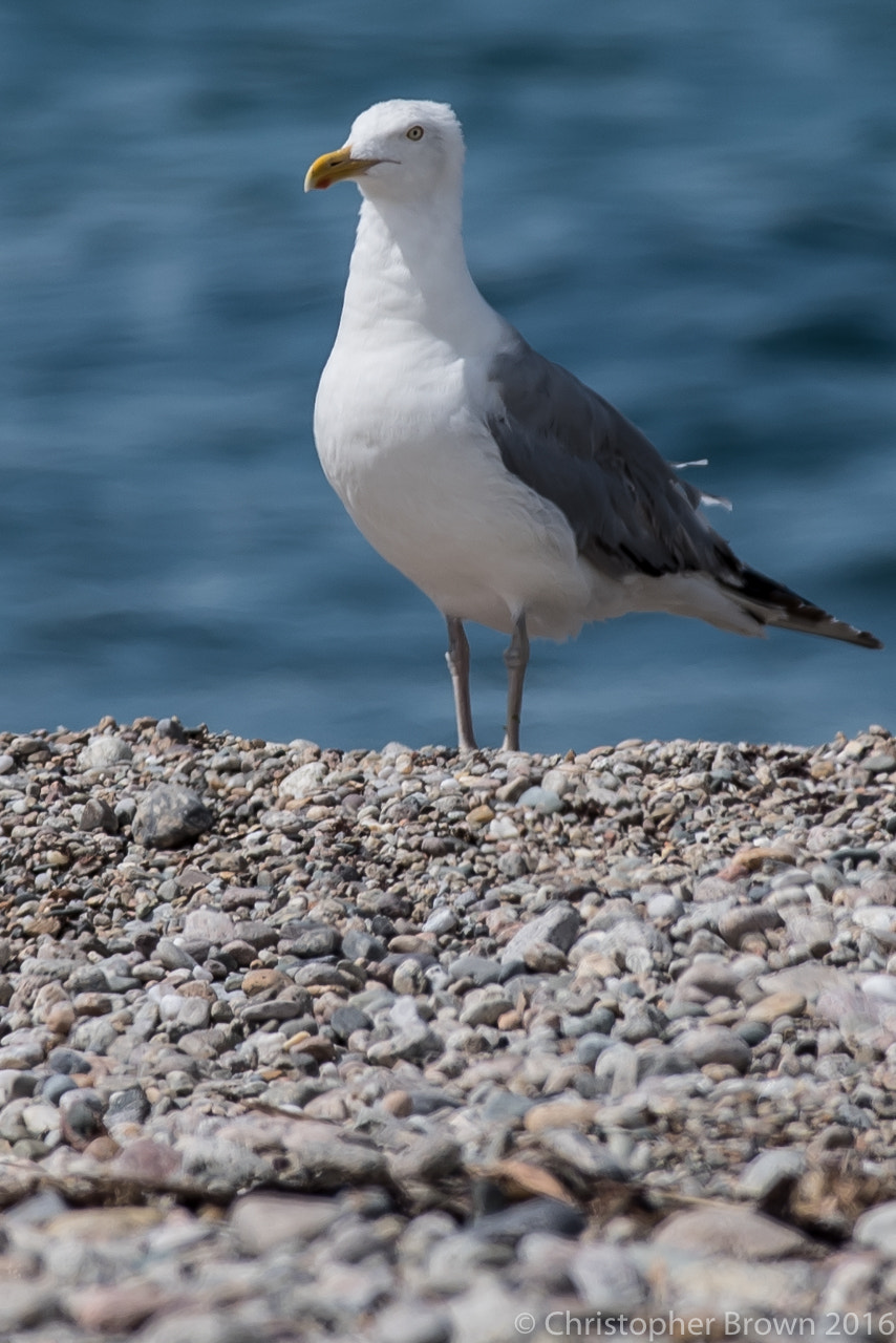 Pentax K-1 sample photo. Watchful photography