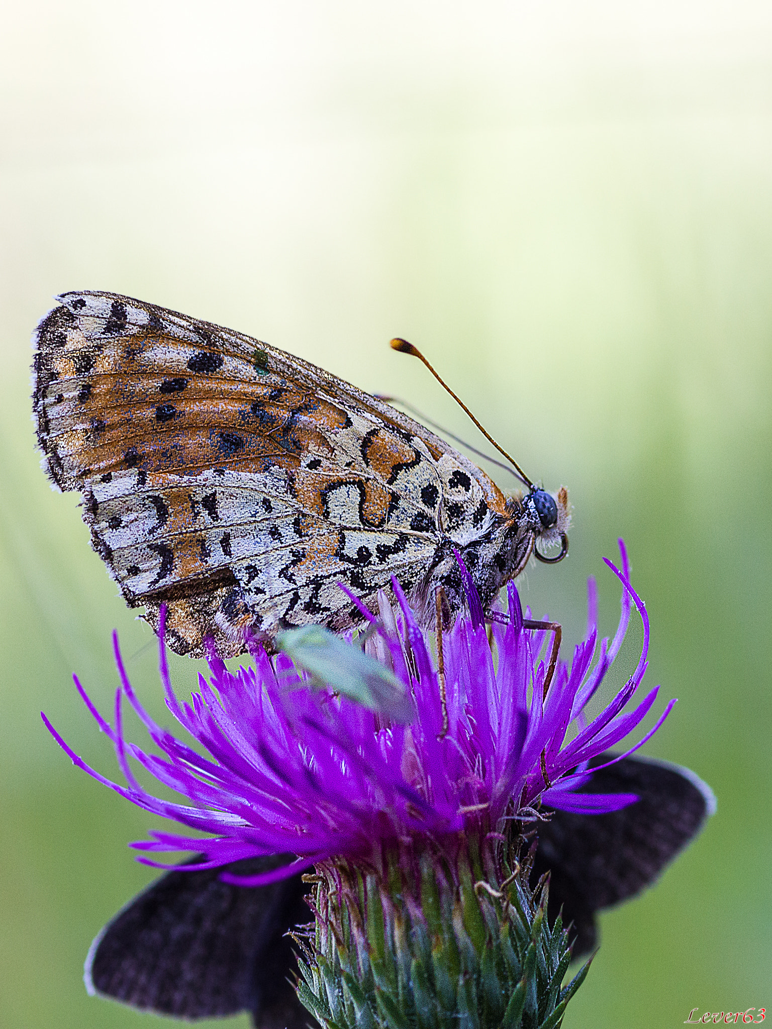 Canon EOS 550D (EOS Rebel T2i / EOS Kiss X4) + Tamron SP AF 90mm F2.8 Di Macro sample photo. Butterfly photography